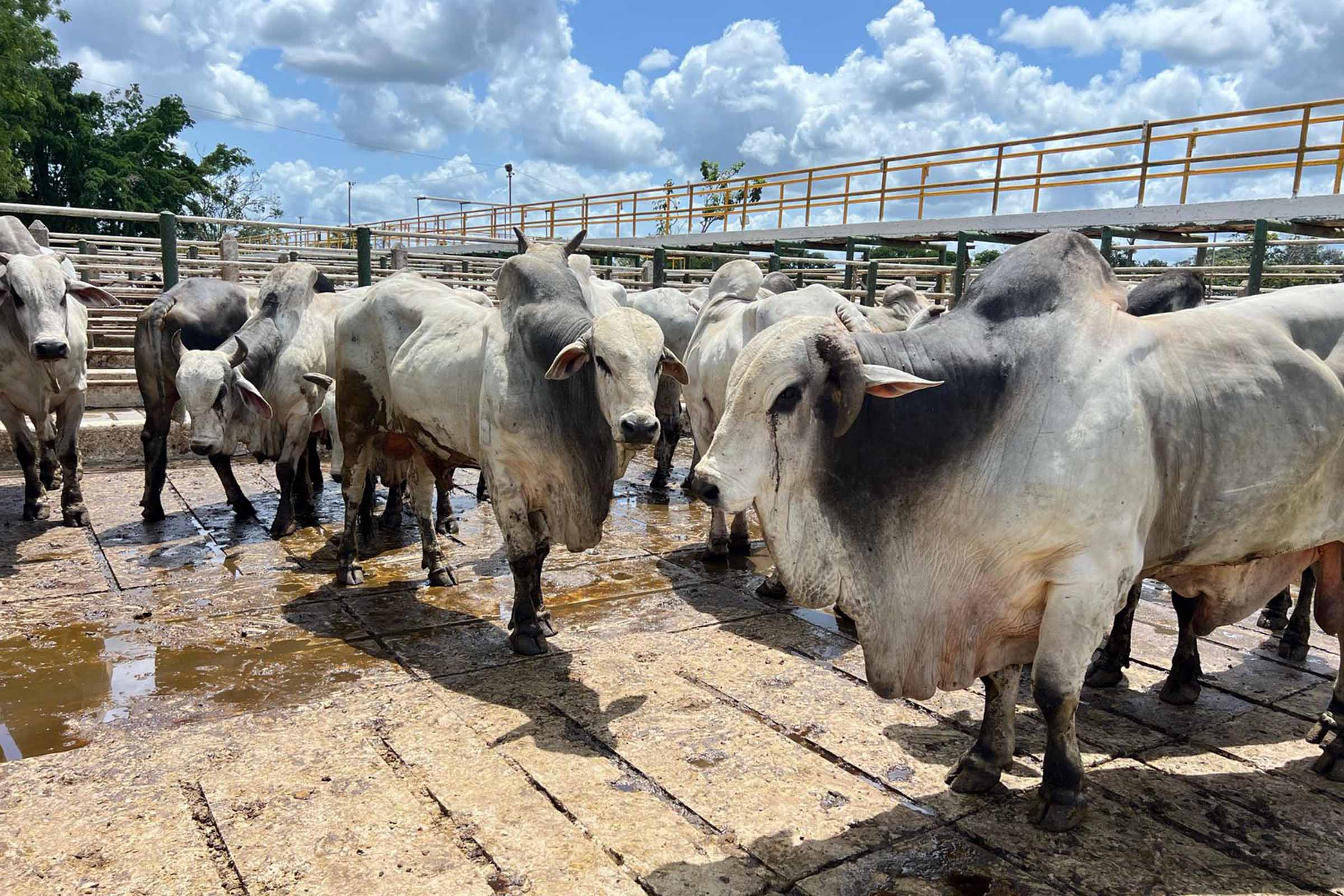 Mercado do boi gordo mantém estabilidade, mas registra retração acumulada no ano.
