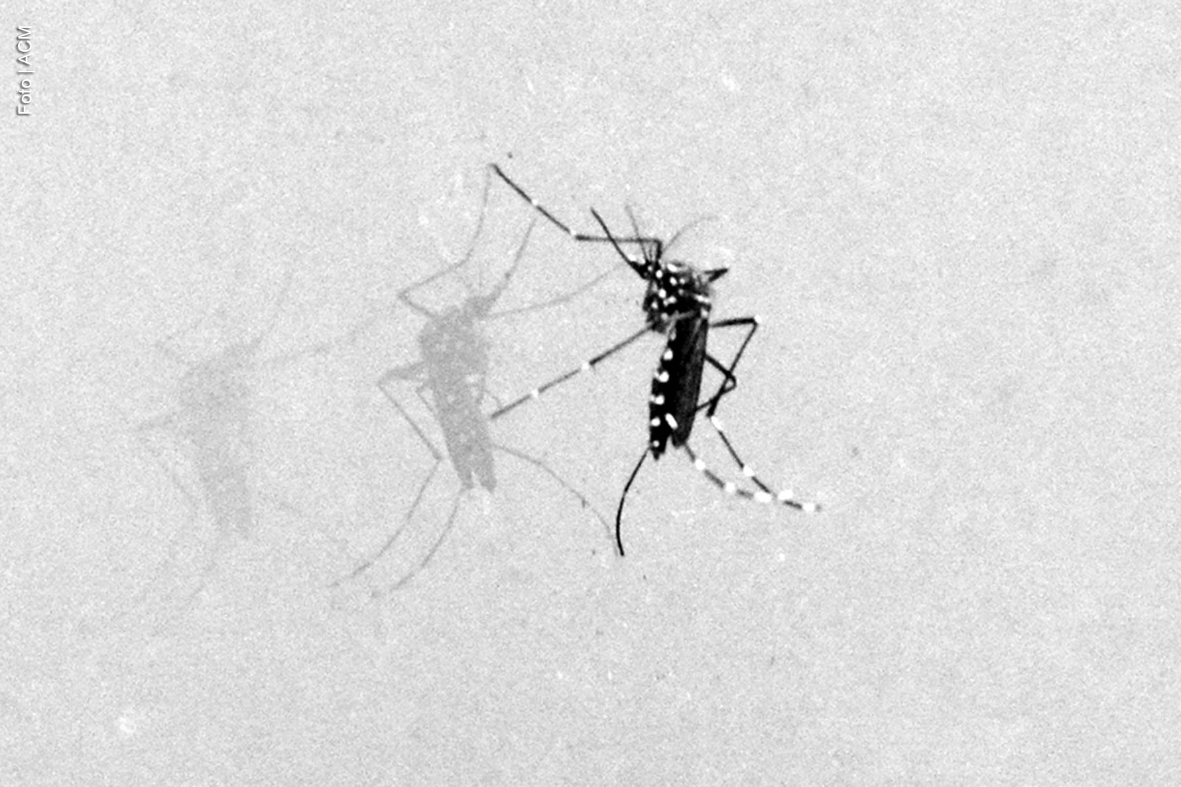 Secretaria Municipal de Saúde segue com ações de combate ao mosquito aedes aegypti em diferentes pontos da cidade.