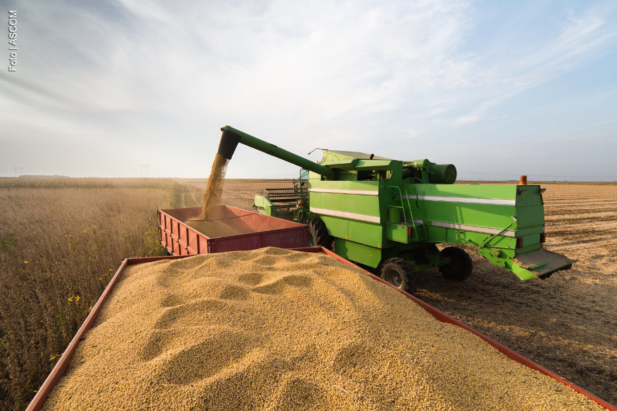 Produção de grãos na Bahia supera estimativas iniciais da Conab para a safra 2024/2025