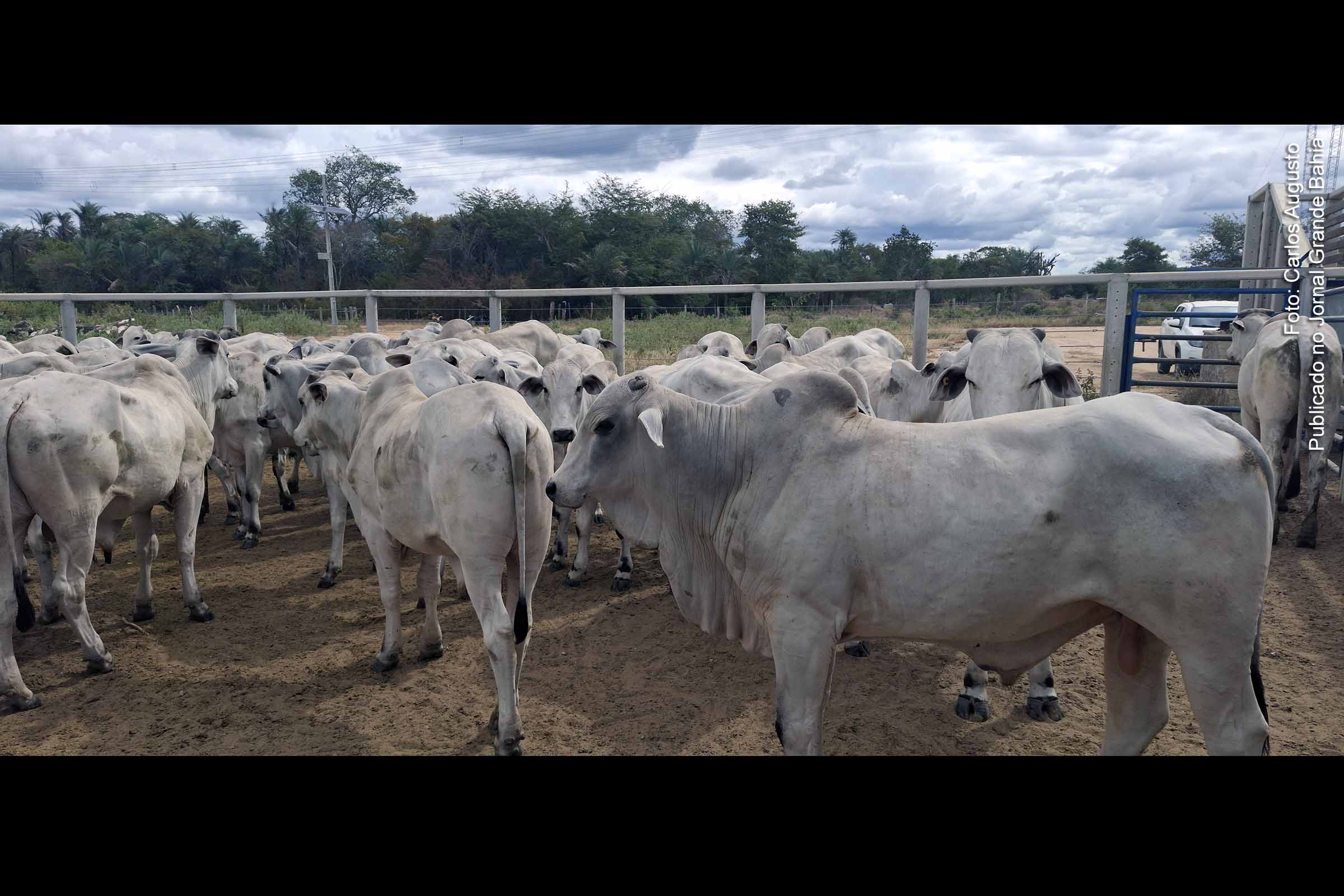 Mercado do boi gordo apresenta perspectivas otimistas para 2025 em Feira de Santana e recuperação no Brasil