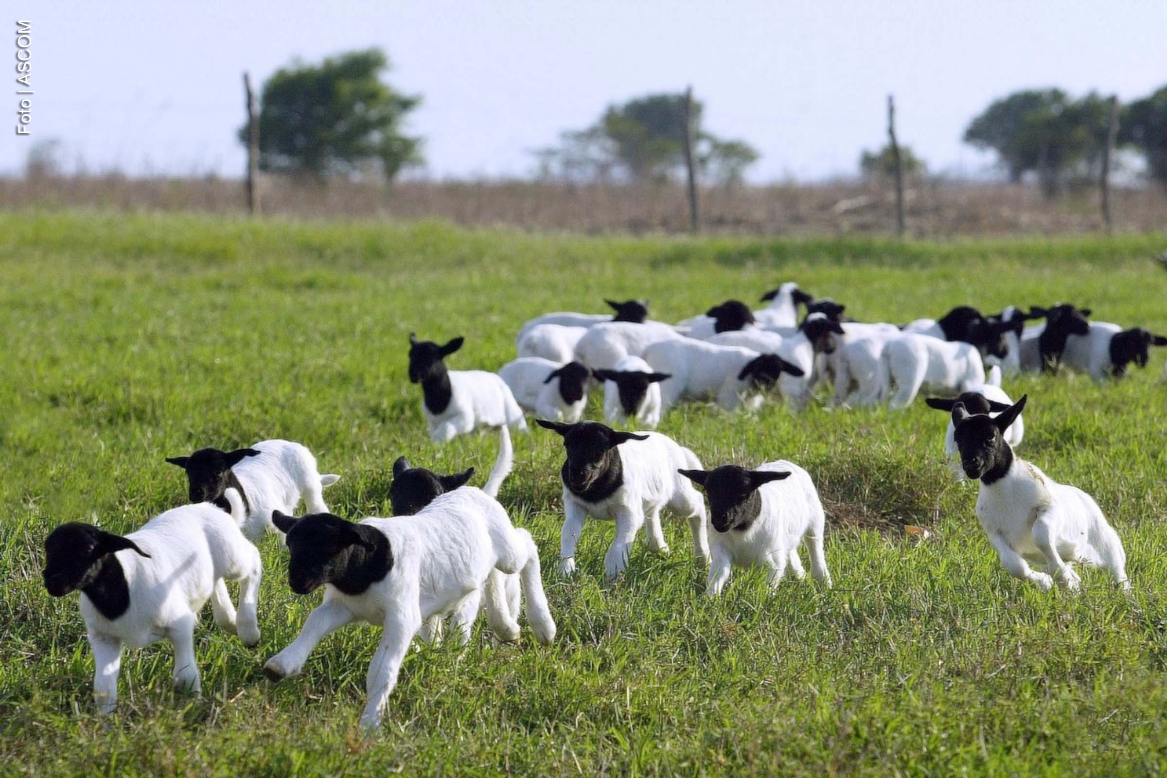 Levantamento aponta aumento na transferência de animais registrados dentro do sistema da Associação Brasileira de Criadores de Ovinos (Arco).