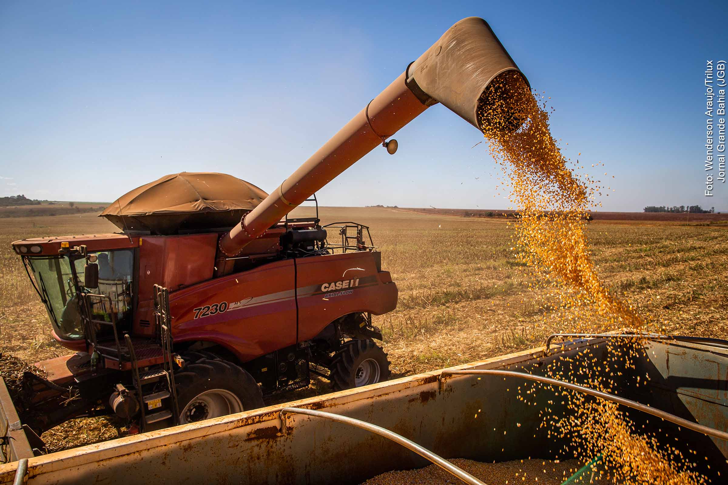 Projeções para a safra de 2025 apontam avanço expressivo na produção de grãos na Bahia, com destaque para soja e algodão, segundo dados do IBGE e da Conab.