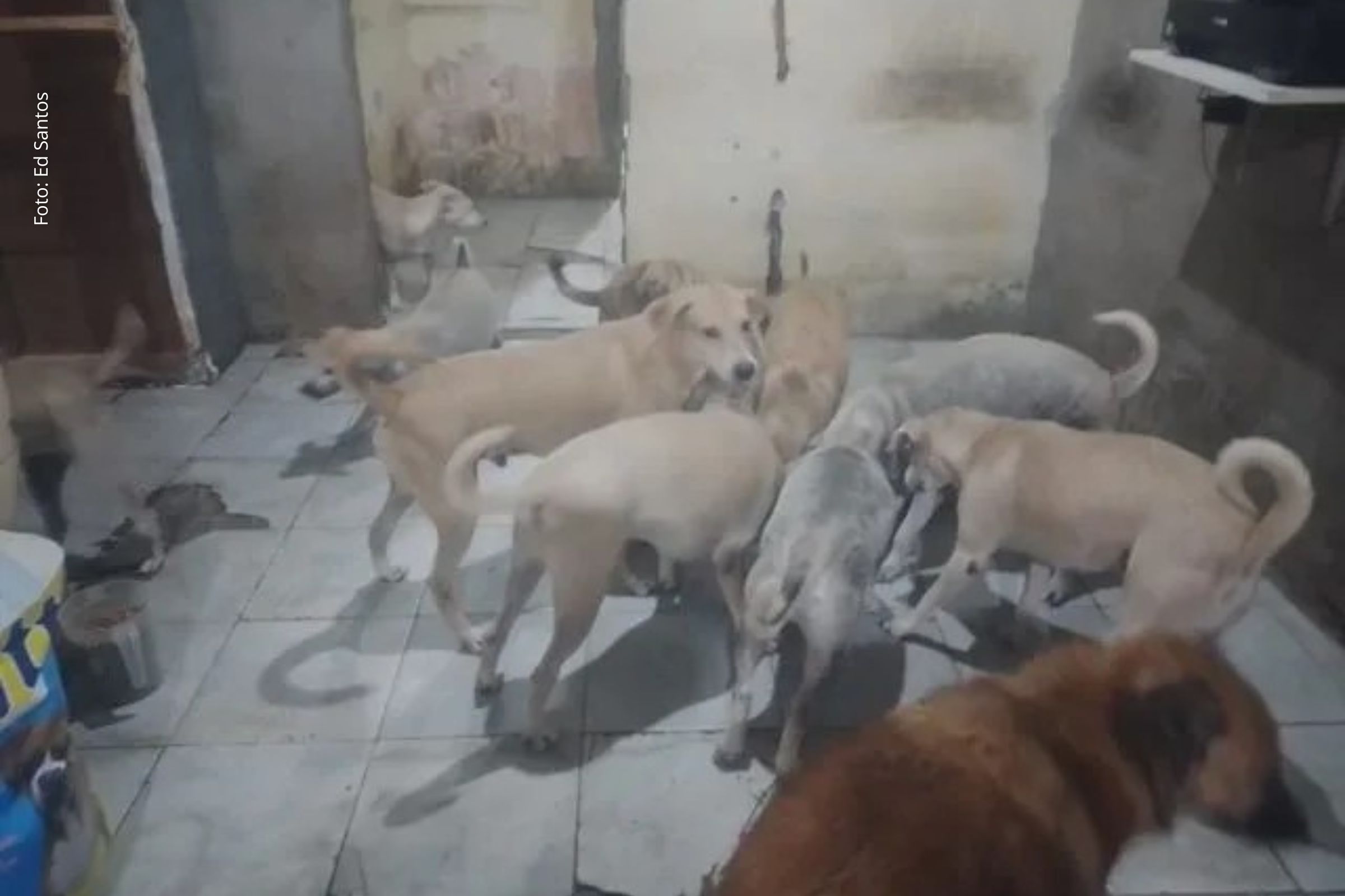 Vereadores discutem soluções emergenciais e políticas públicas para abrigar animais e apoiar famílias em situação de vulnerabilidade.