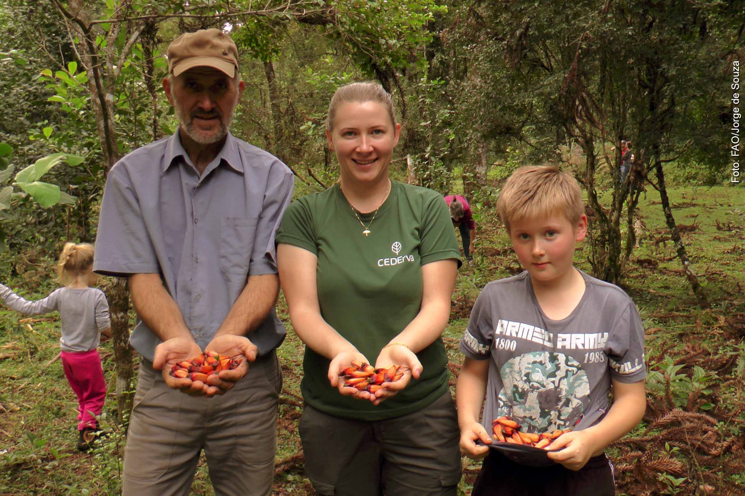 Sistema tradicional da erva-mate no Paraná é reconhecido pela FAO como Patrimônio Agrícola Mundial
