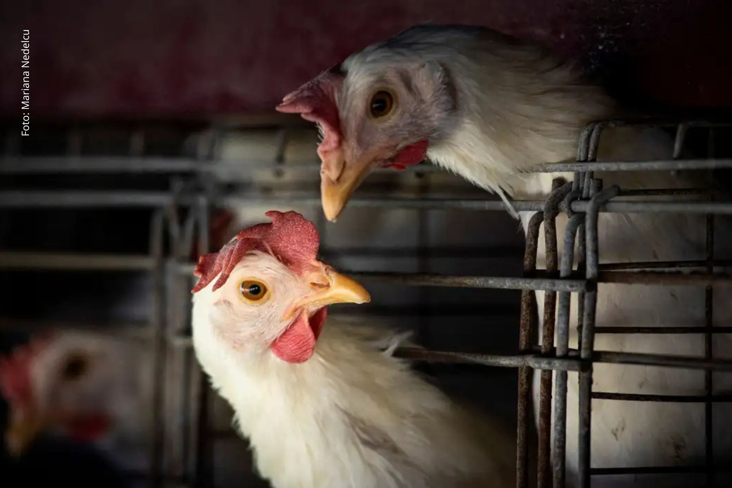 FAO alerta para nova etapa da gripe aviária após caso confirmado em aves comerciais no Brasil