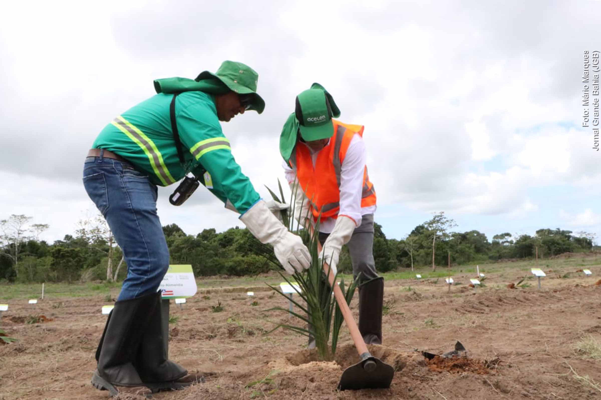 Acelen Renováveis inicia plantio de macaúba em Cachoeira para produção de biocombustíveis