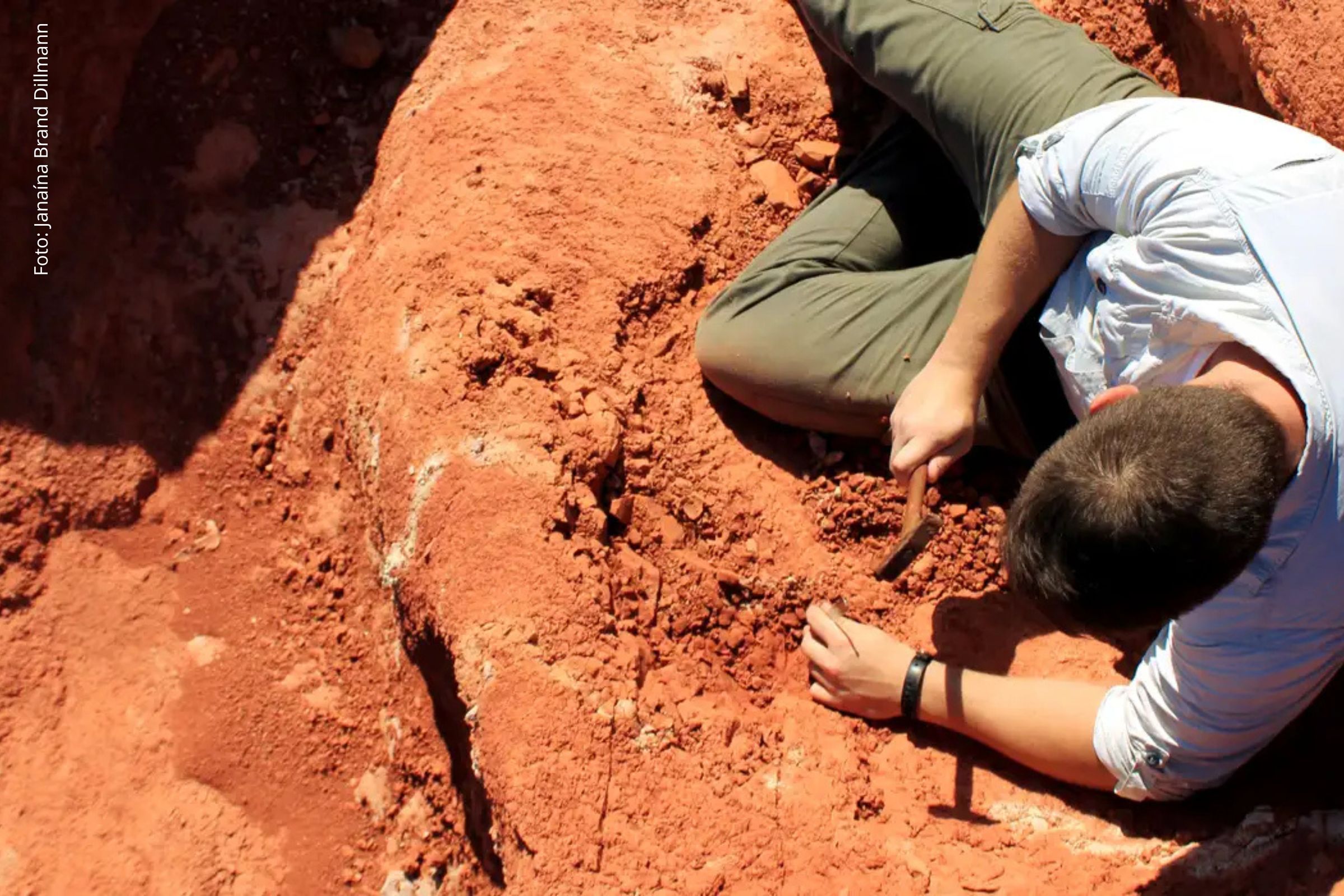 Estudo publicado reforça hipótese de silessauros como primeiros representantes da linhagem dos ornitísquios.
