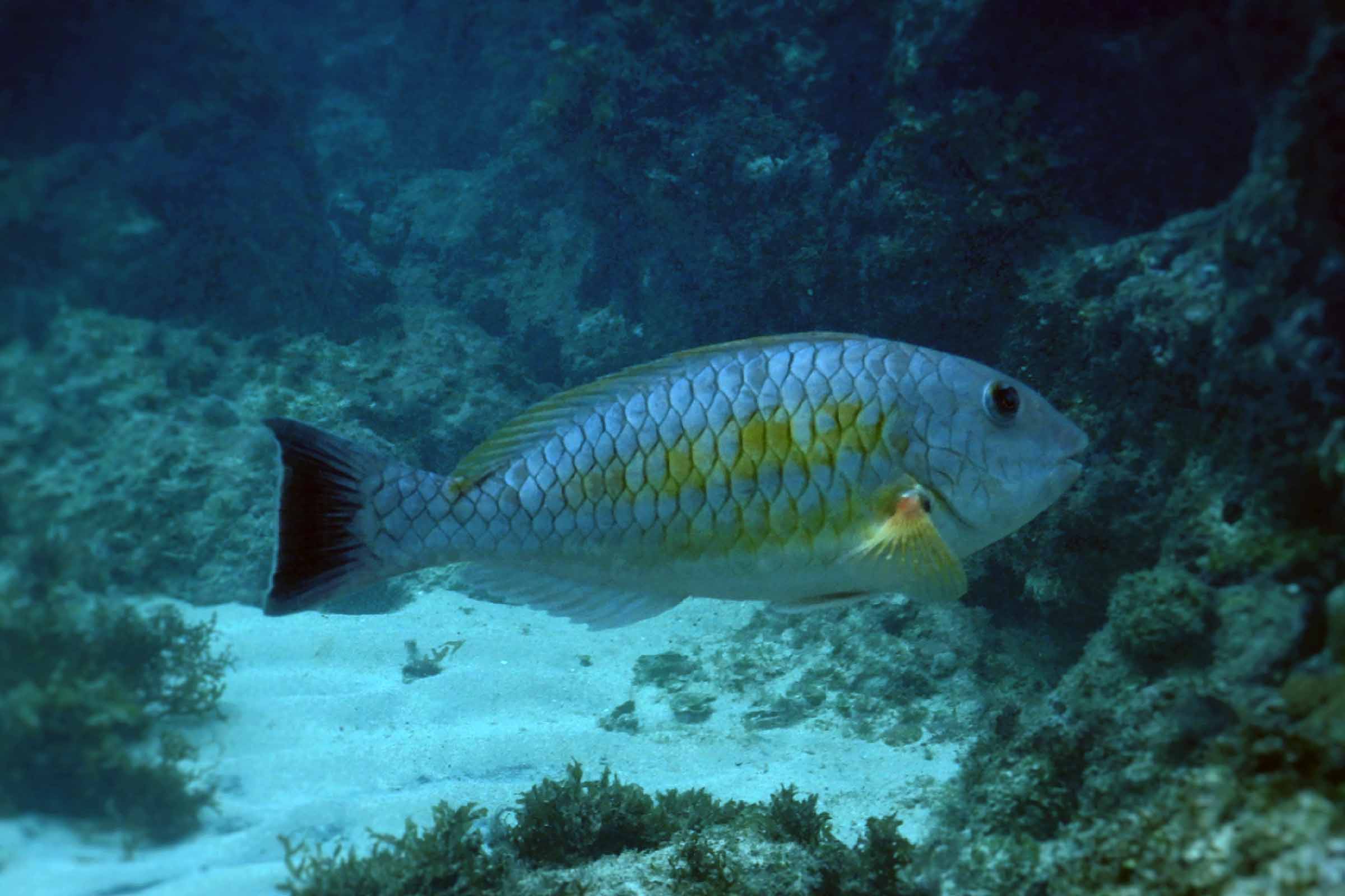 Conhecido como budião-banana, o Sparisoma axillare está entre os peixes com redução de tamanho e população relatada por pescadores.