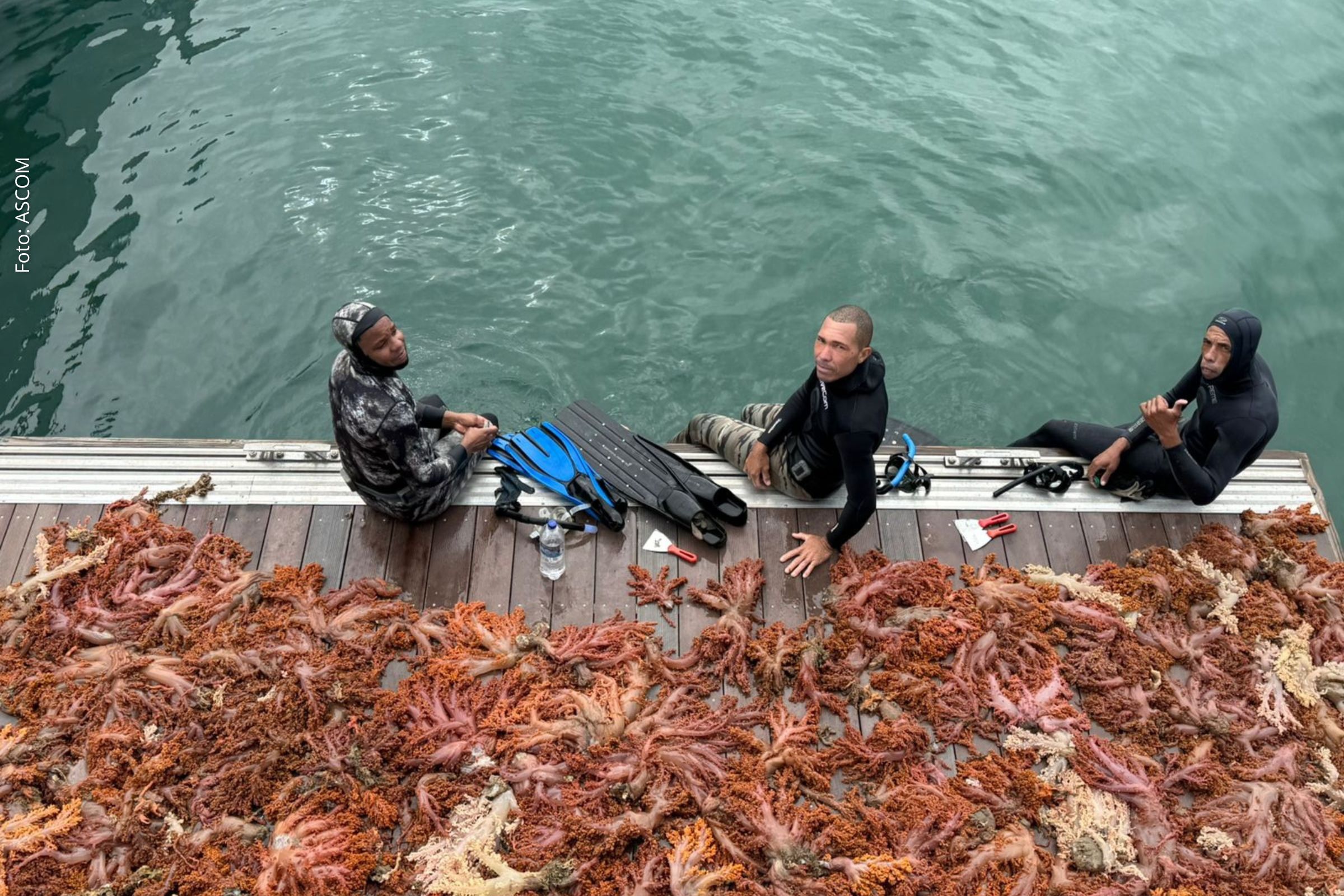 Ação ambiental realizada em Itaparica remove mais de cinco toneladas de coral invasor da Baía de Todos-os-Santos