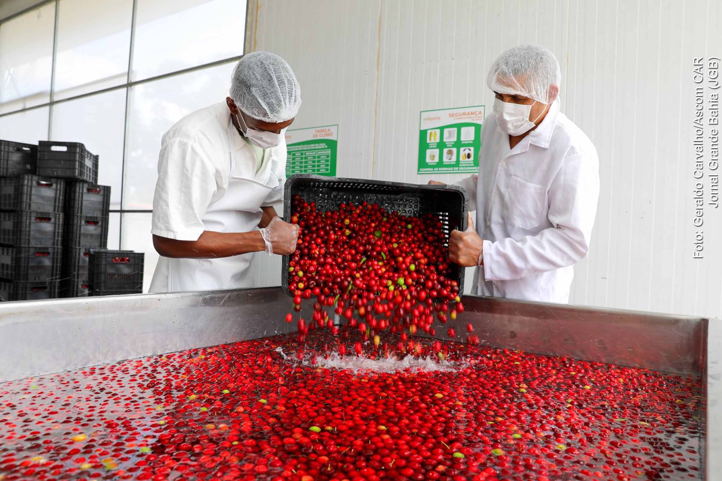 Bahia impulsiona inclusão, renda e sustentabilidade com agricultura familiar no primeiro semestre de 2025