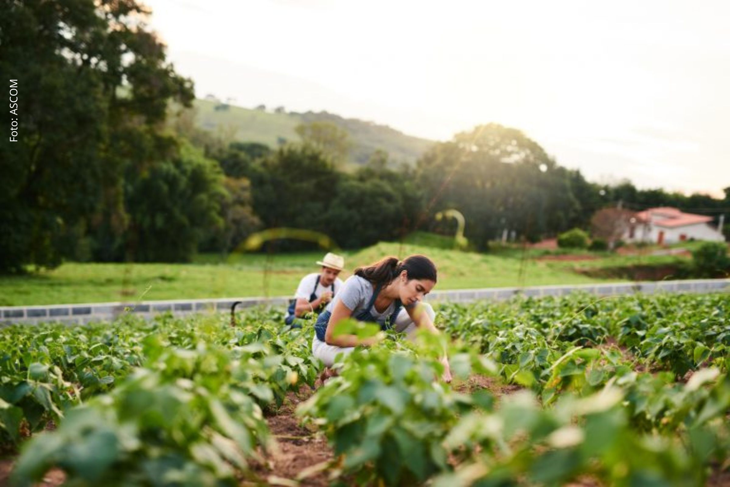 Norma sancionada busca garantir condições para permanência de jovens na agricultura familiar.