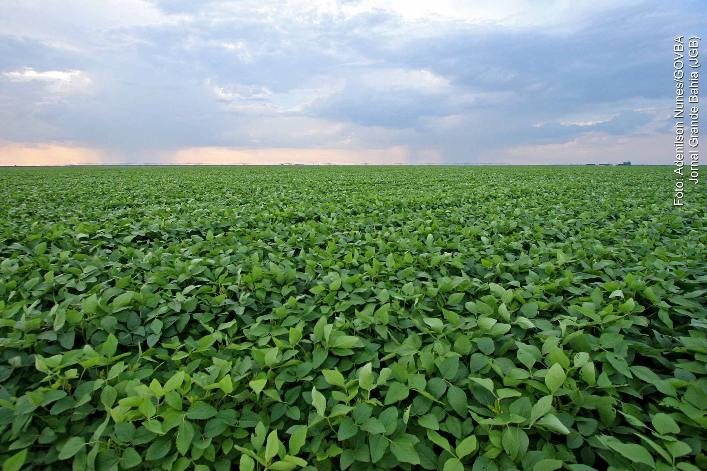 A multinacional americana Cargill anunciou a aquisição de uma planta industrial de processamento de soja em Barreiras (BA), reforçando sua presença no estado e ampliando sua atuação no Matopiba. A unidade terá capacidade de exportação e geração de 250 empregos diretos. A operação ocorre em meio a tensões comerciais com os EUA e soma-se a R$ 8 bilhões investidos pela empresa no Brasil nos últimos cinco anos.