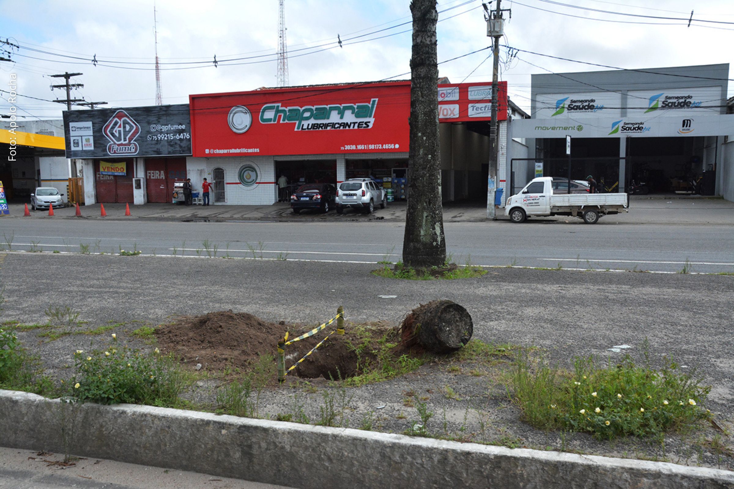 Revitalização do canteiro central inclui remoção e replantio de palmeiras rabo-de-peixe.