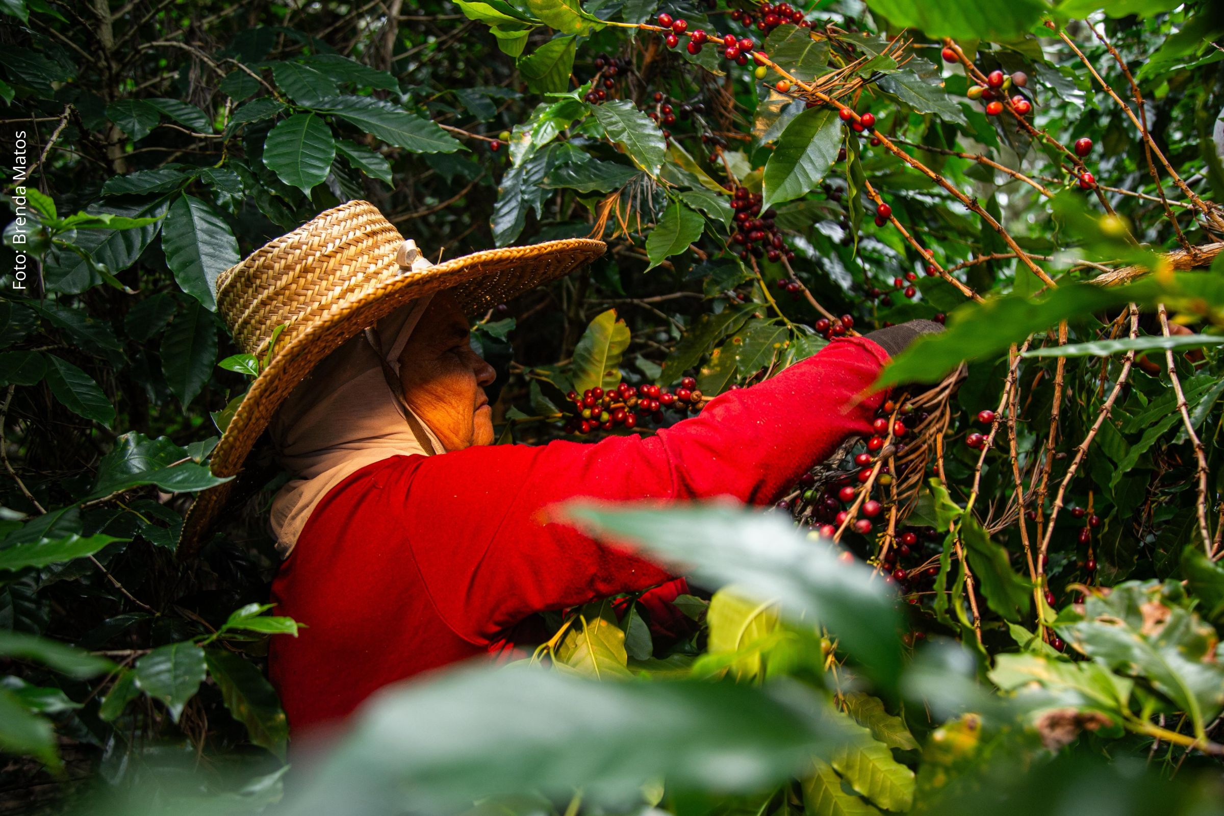 Especialistas destacam conexão e origem como chave para o futuro do café da Bahia