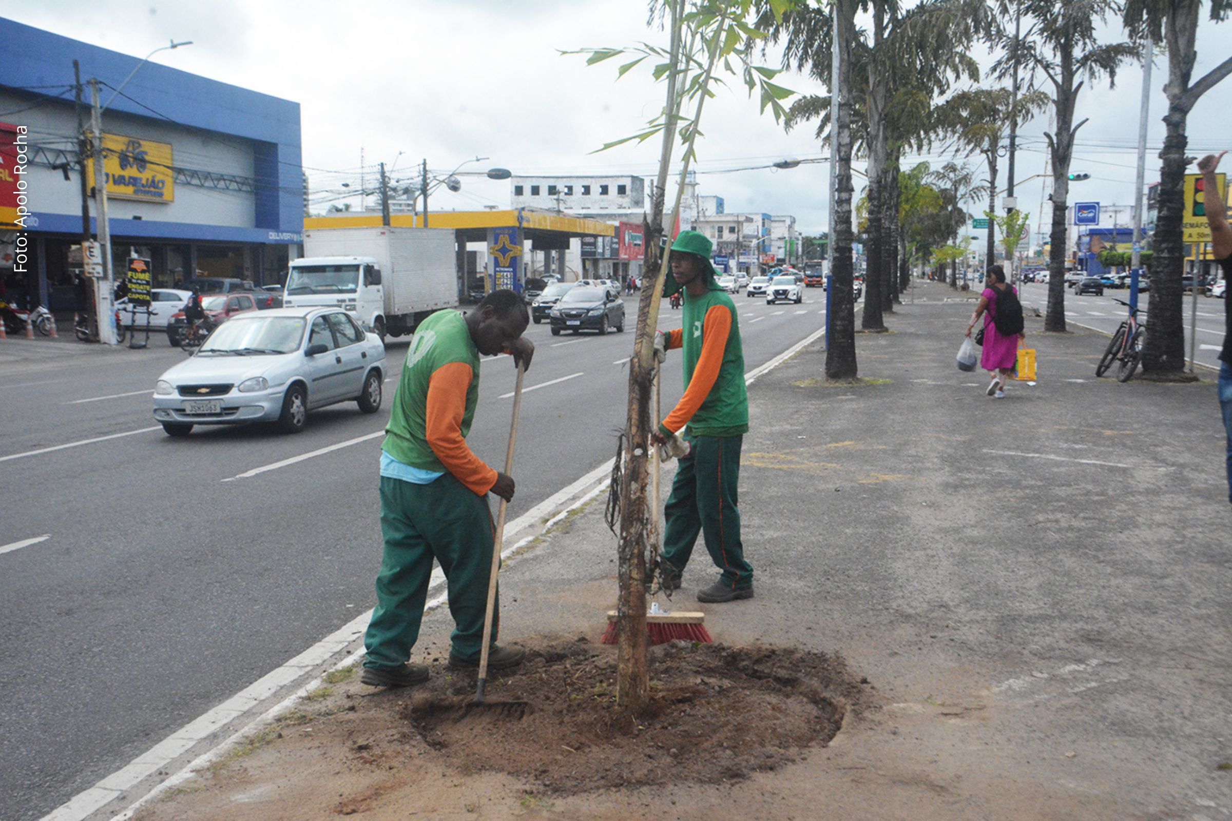 Ação substitui árvores mortas e prevê novas espécies para revitalizar o canteiro central da via.