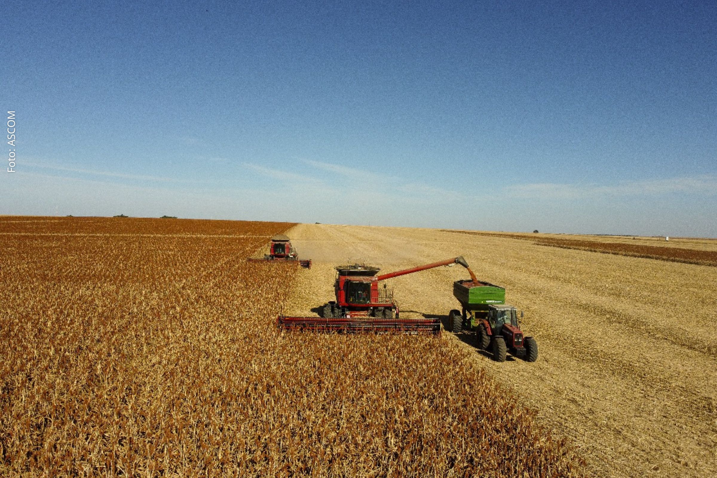 Acordo para exportação de sorgo amplia mercado internacional para produtores brasileiros