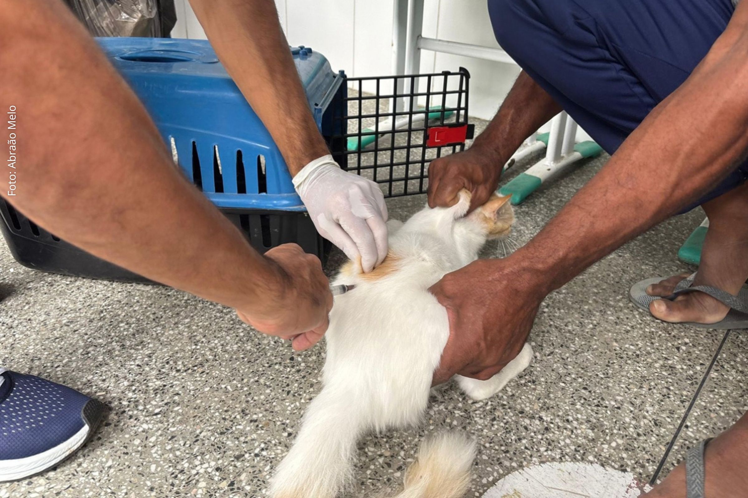 Campanha visa imunizar cães e gatos contra a raiva com vacinação gratuita em praças e unidades de saúde.