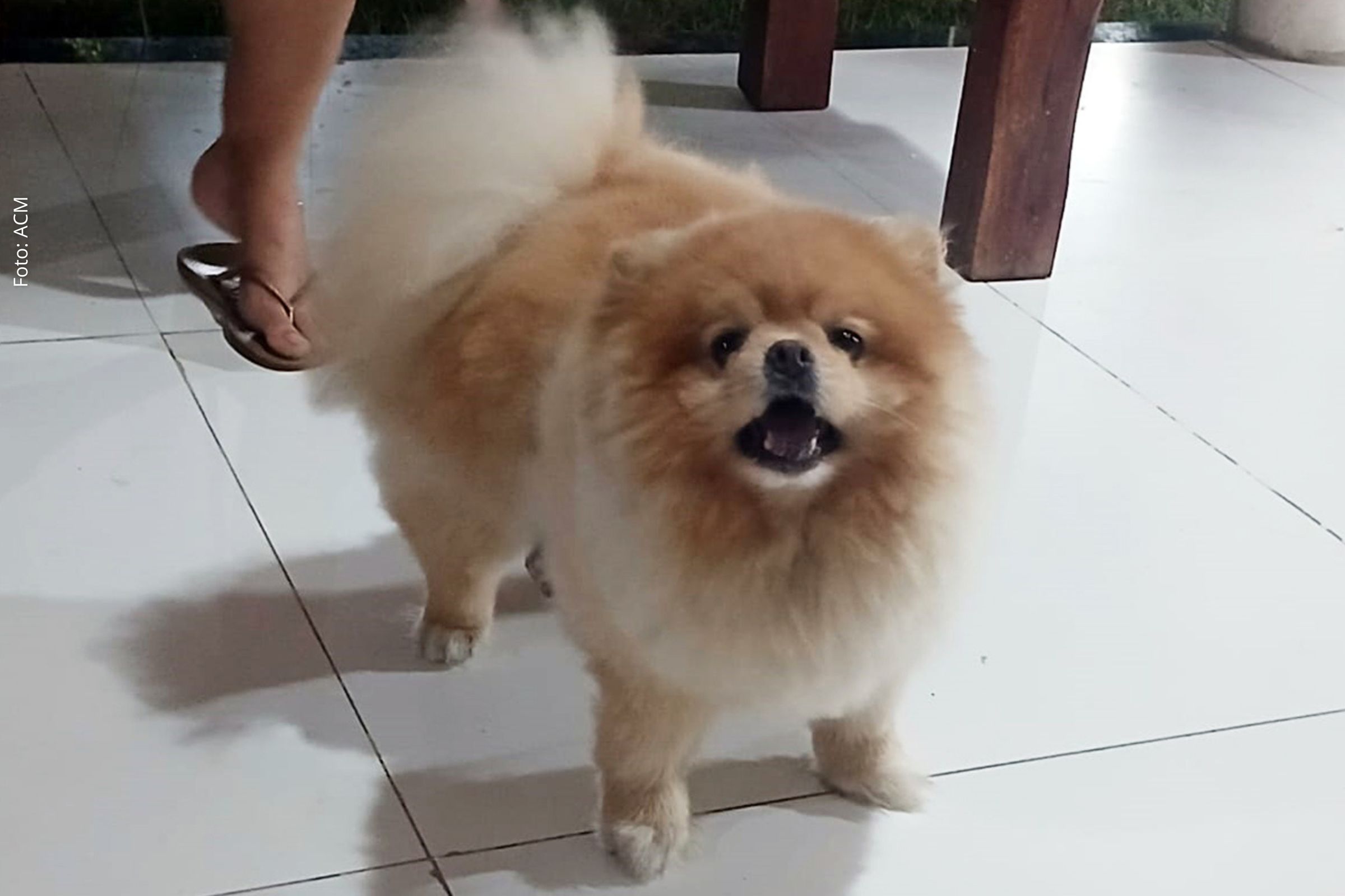 Iniciativas "Outubro Rosa Pet" e "Novembro Azul Pet" visam conscientizar tutores sobre prevenção de doenças em cães e gatos.