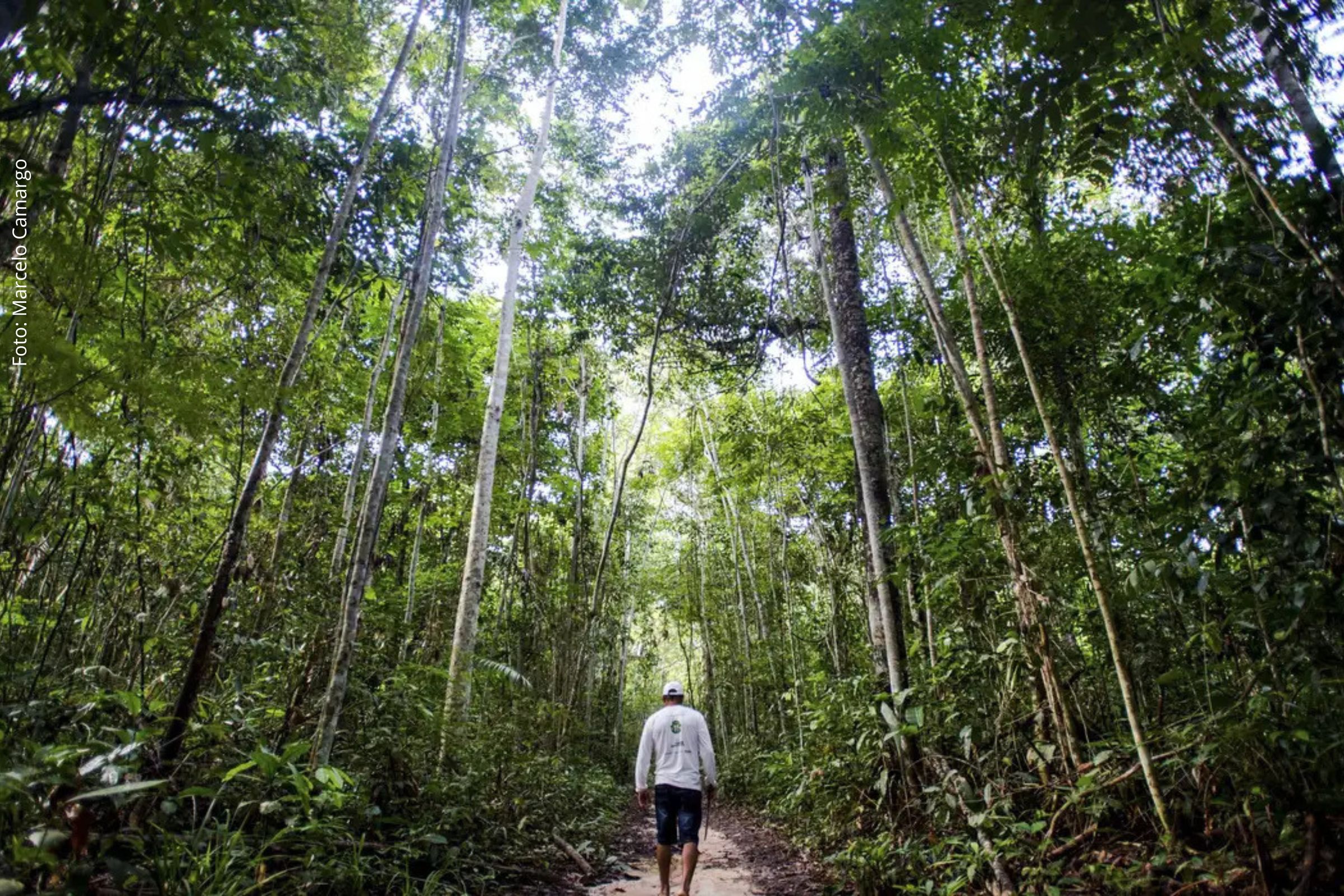 Relatório destaca potencial do setor e iniciativas do Banco da Amazônia para fomentar cadeias produtivas sustentáveis na região Norte.