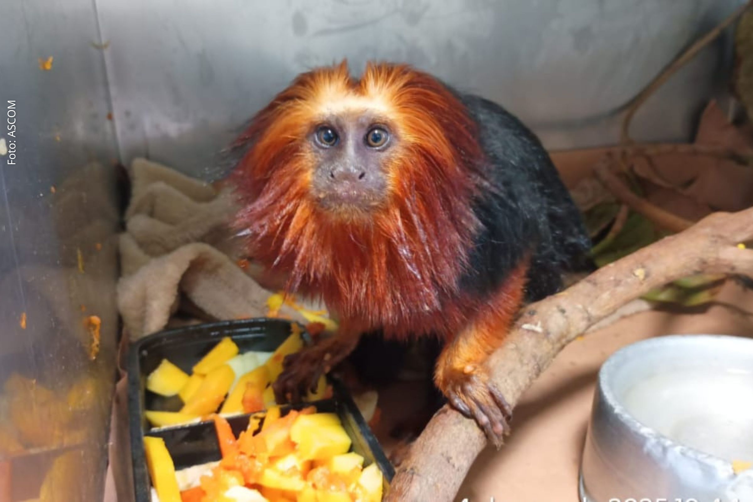 Mico-leão-da-cara-dourada de Ilhéus é transferido para programa de conservação em São Paulo