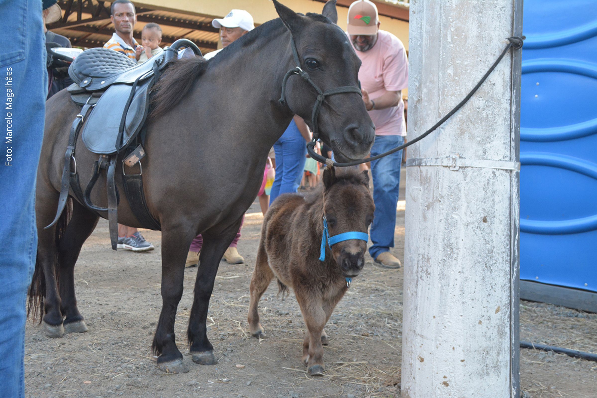Pônei vira atração da Expofeira 2025; Selarias e Team Penning movimentam público