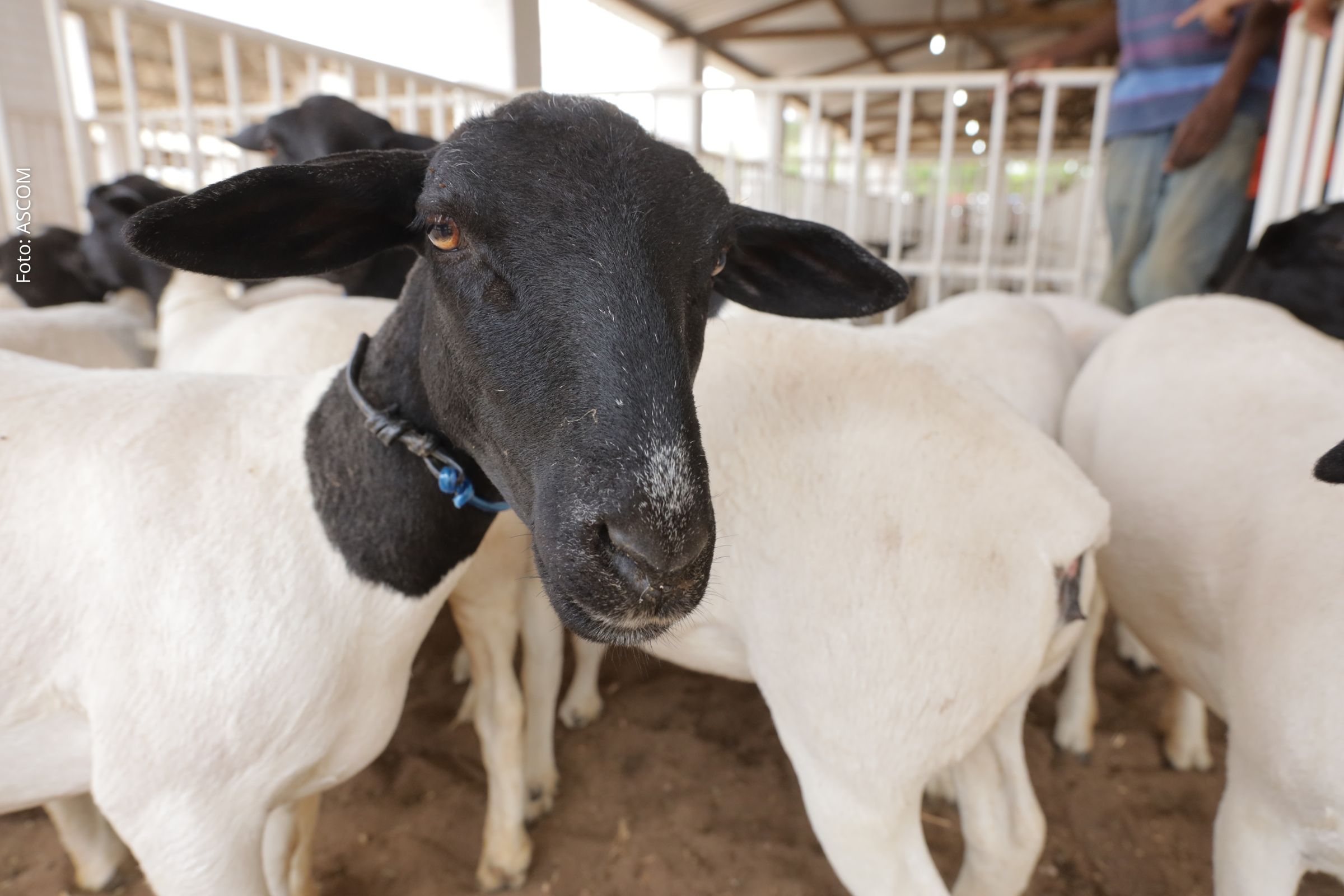 Estado registra rebanhos de 5,1 milhões de ovinos e 4,2 milhões de caprinos, consolidando posição de destaque no setor agropecuário brasileiro.