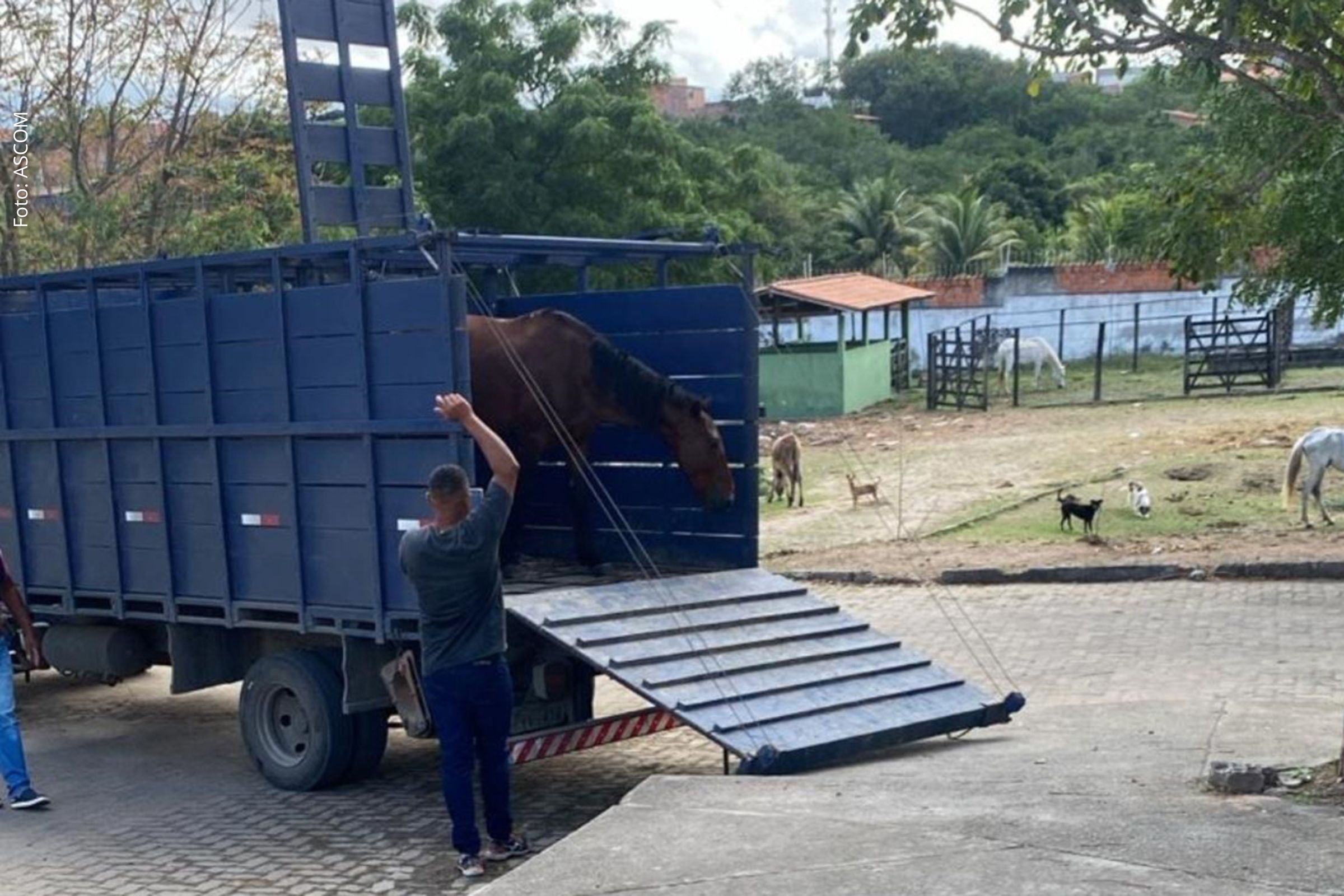 Ação busca garantir segurança no trânsito e prevenir acidentes com cavalos e outros animais nas ruas da cidade.