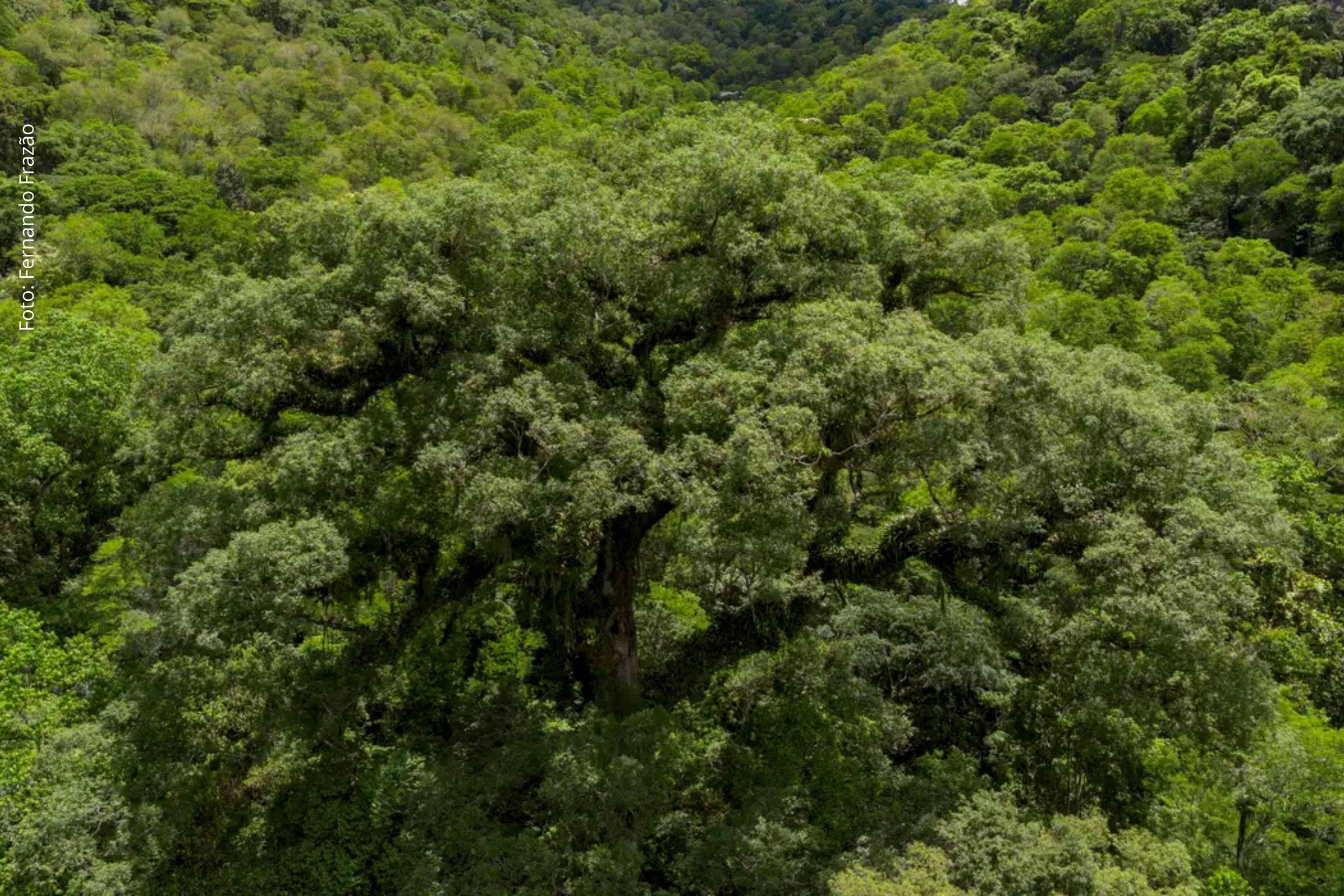 Levantamento revela desmatamento contínuo, impactos na vegetação nativa e crescimento da agricultura no bioma.