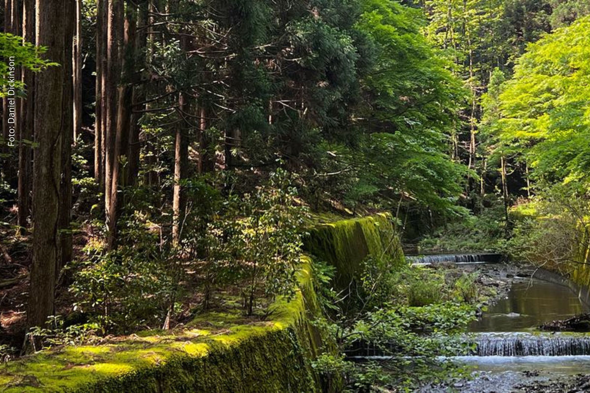 Desmatamento global desacelera, mas pressão sobre florestas continua elevada, aponta relatório
