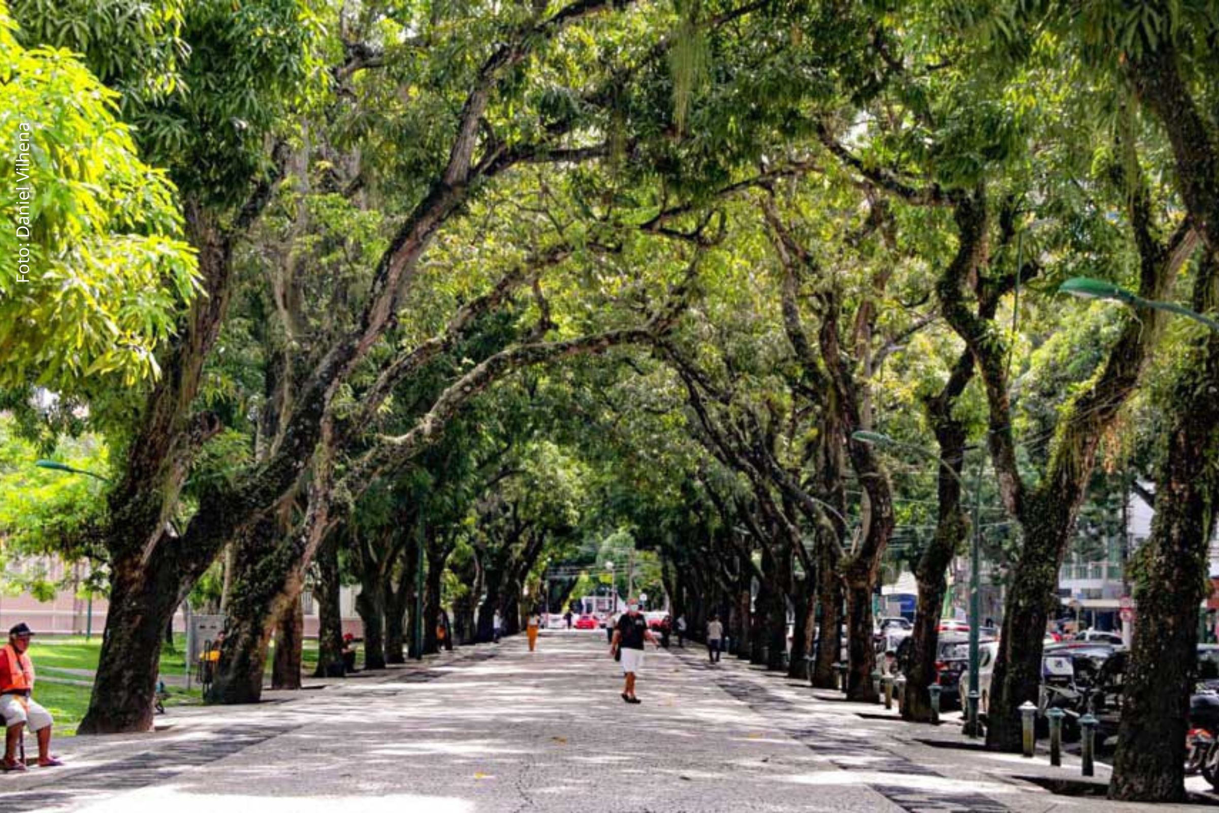 Especialistas apontam que arborização reduz calor, enchentes, internações e violência, enquanto projetos de lei buscam criar Política Nacional de Arborização Urbana.