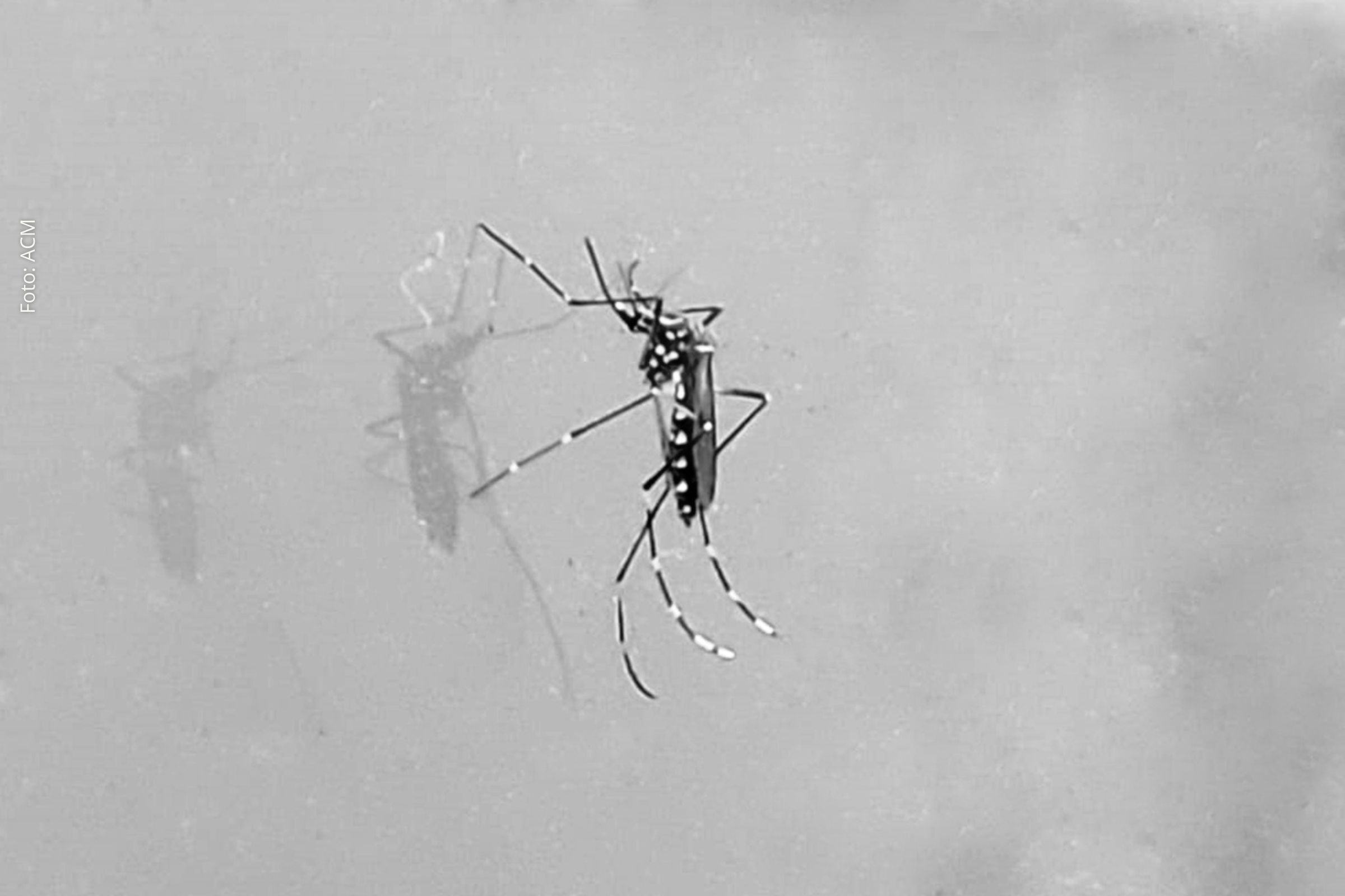 Prevenção do Aedes: Estratégias eficazes para evitar a reprodução do mosquito em períodos de chuva em Feira de Santana