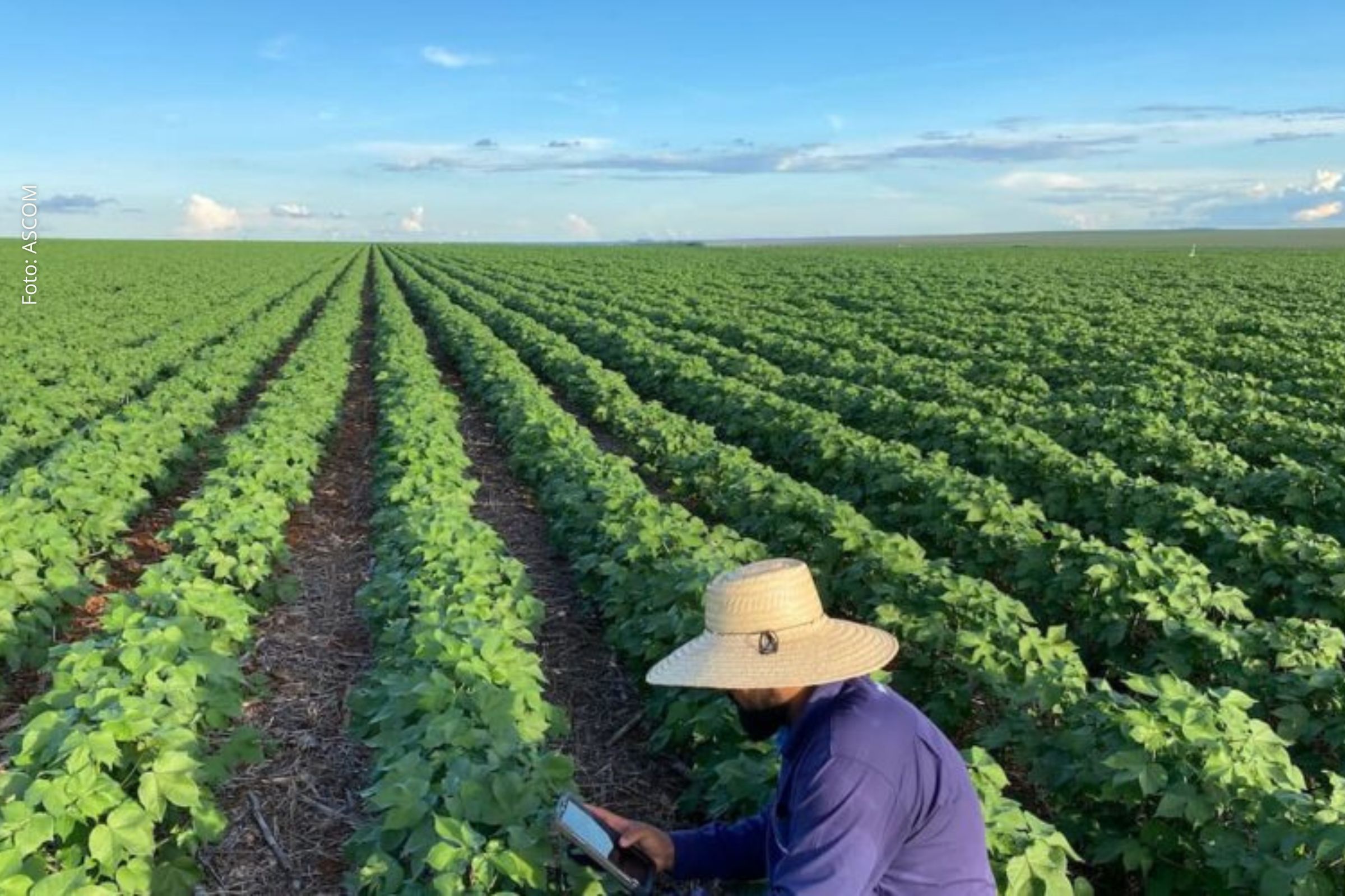Prognóstico indica expansão em 16 culturas e reforça protagonismo do agronegócio baiano.