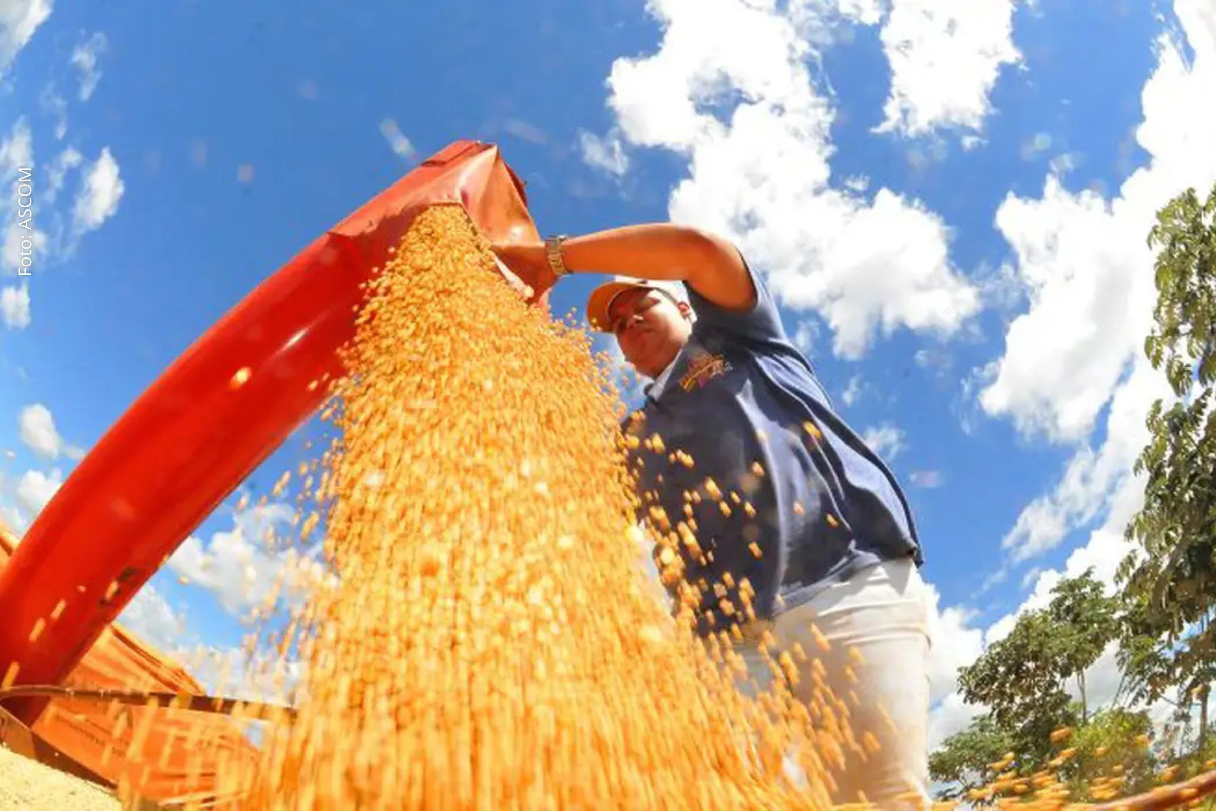 Safra brasileira deve cair em 2026 após recorde histórico em 2025, aponta IBGE