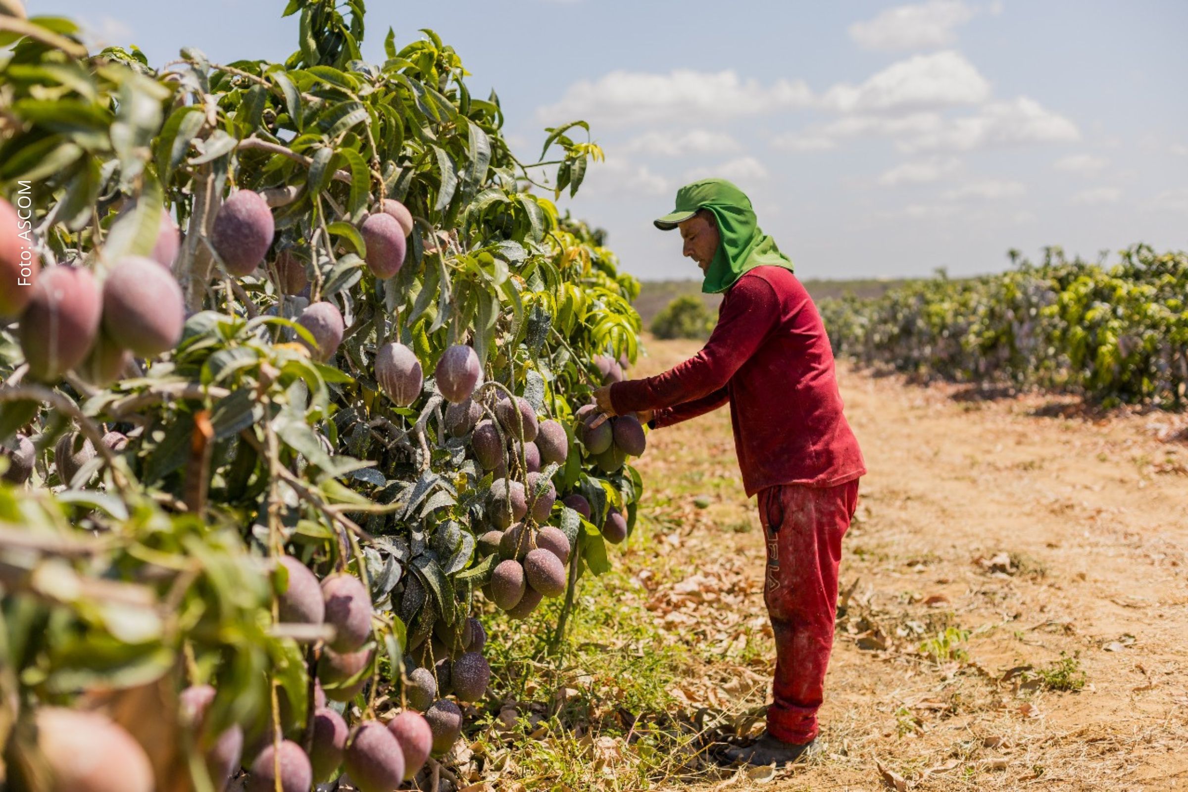 Decisão dos Estados Unidos reforça articulação regional e impacto direto no Vale do São Francisco.