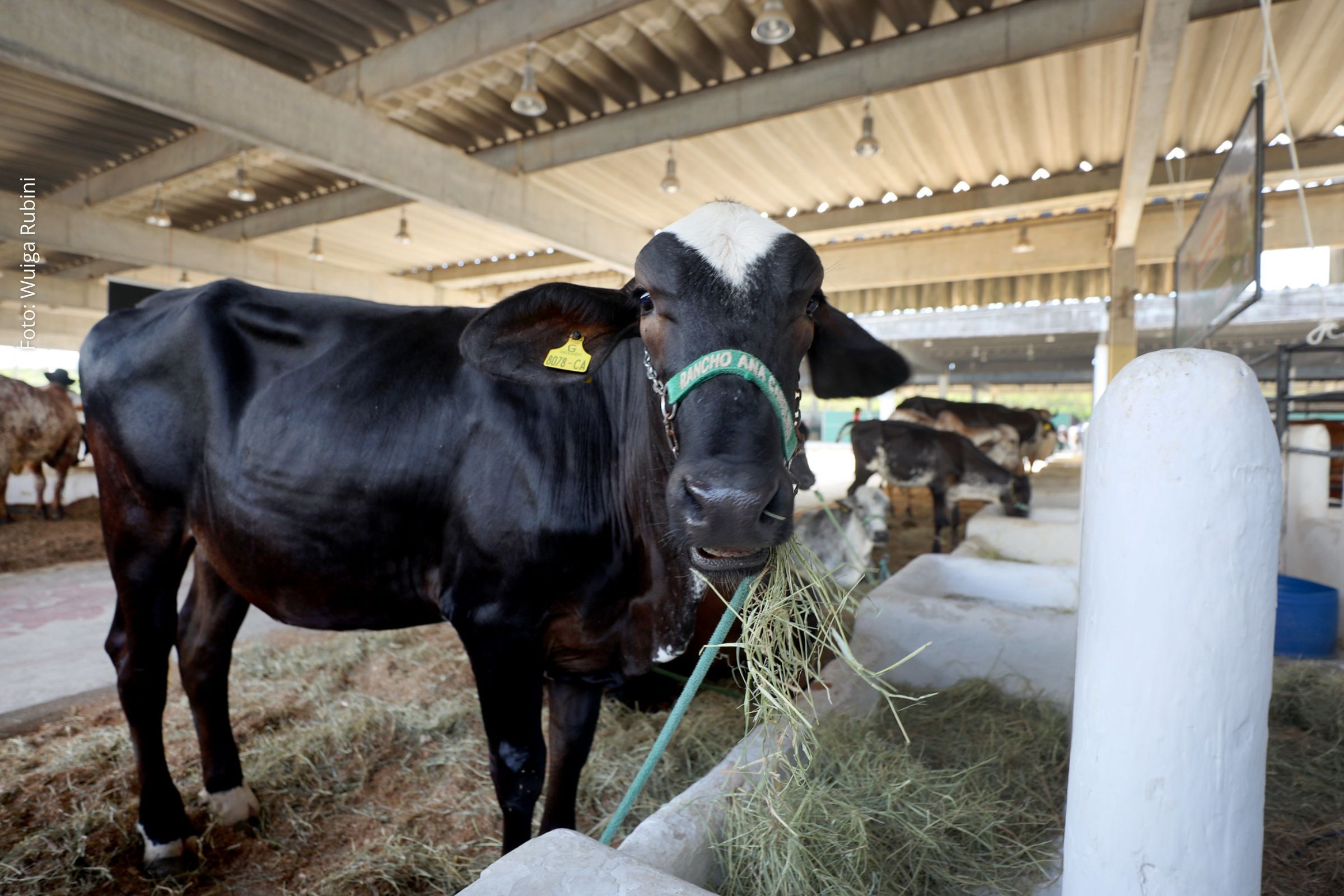 Leilões, crédito e internacionalização ampliam negócios na Fenagro 2025