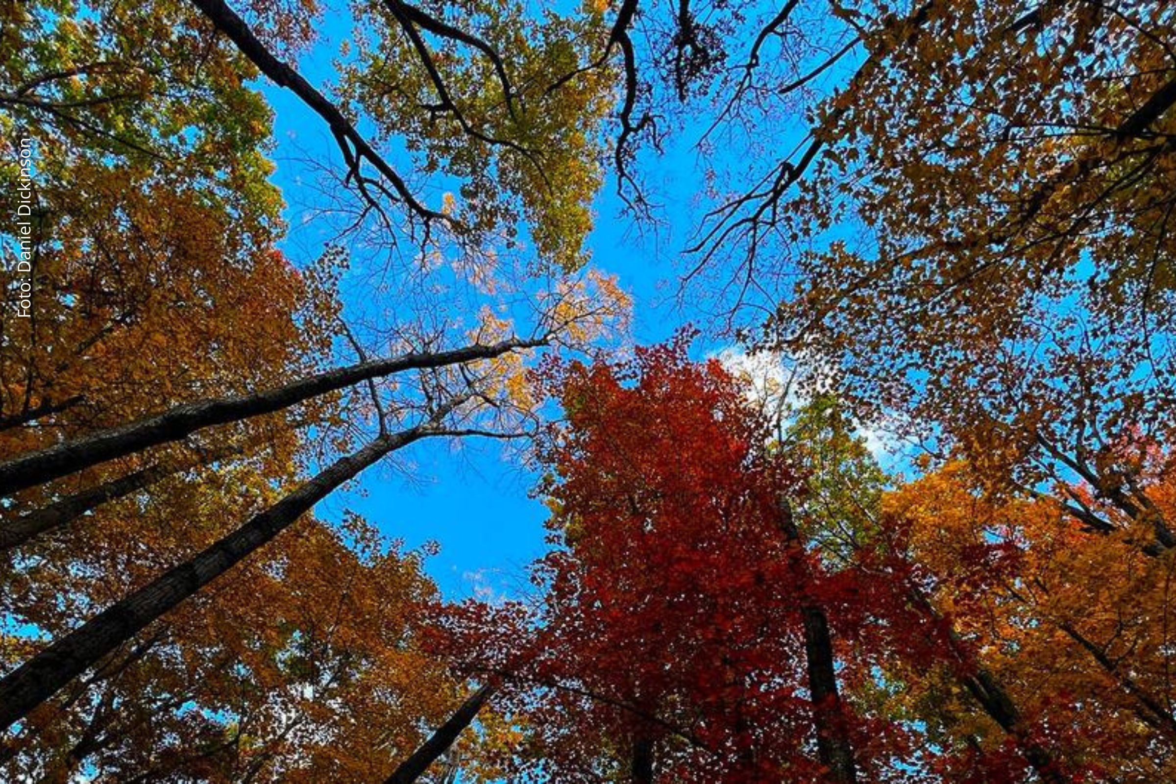 Florestas podem impulsionar geração de empregos e desenvolvimento sustentável no Brasil e no mundo, aponta relatório
