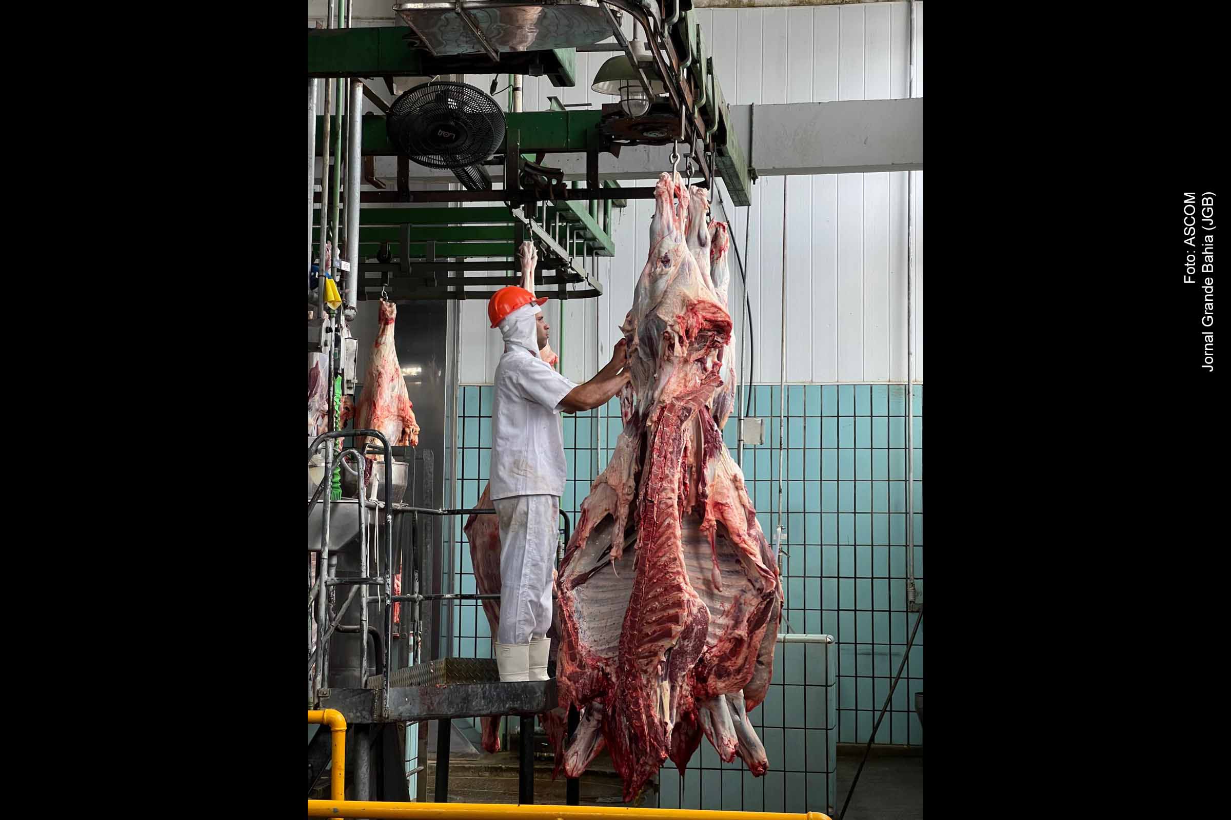 A arroba do boi gordo permanece em R$ 330,00 na Bahia, consolidando o maior preço do ano e refletindo a oferta limitada típica da entressafra. A Cooperfeira aponta que o mercado segue firme, sustentado pela demanda interna estável, exportações consistentes e cautela dos produtores. As expectativas são de possíveis valorizações até o fim de 2025, caso as condições de oferta permaneçam restritas.