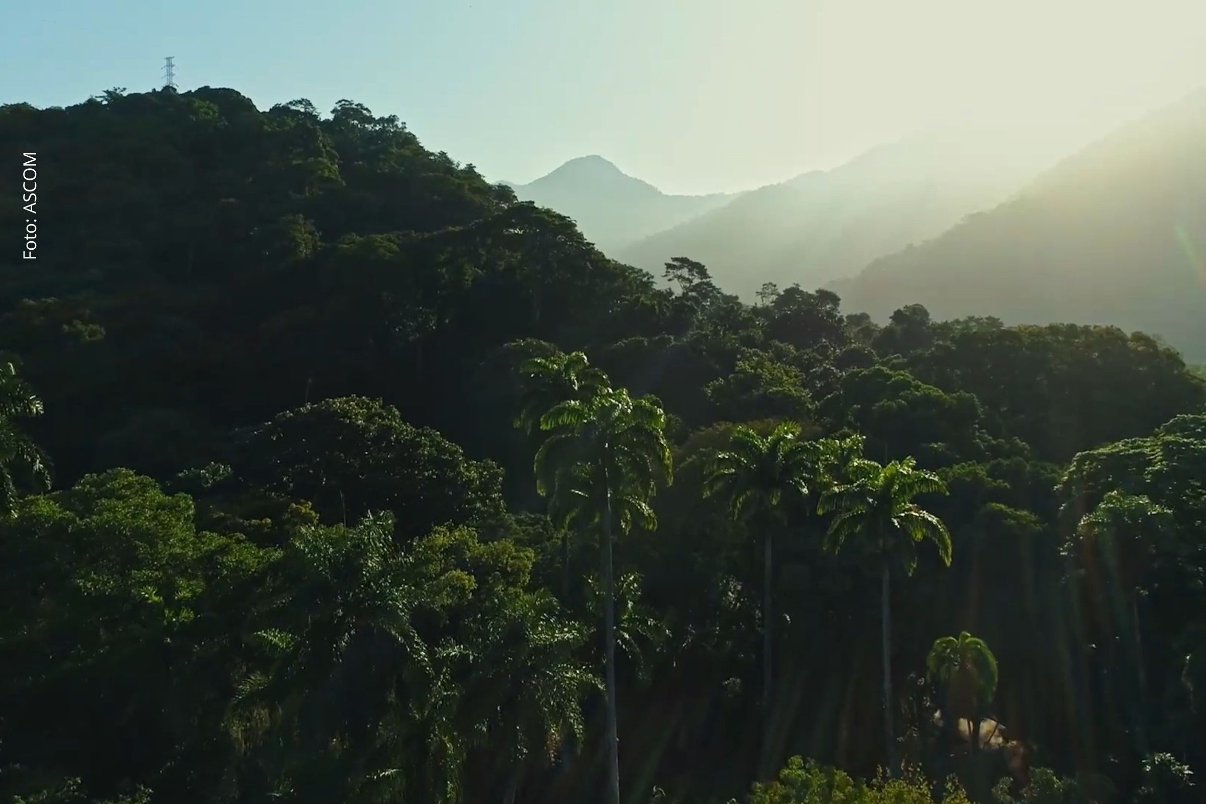 Projeto de P&D cria base científica nacional para impulsionar o mercado de carbono e orientar políticas climáticas em todos os biomas brasileiros.