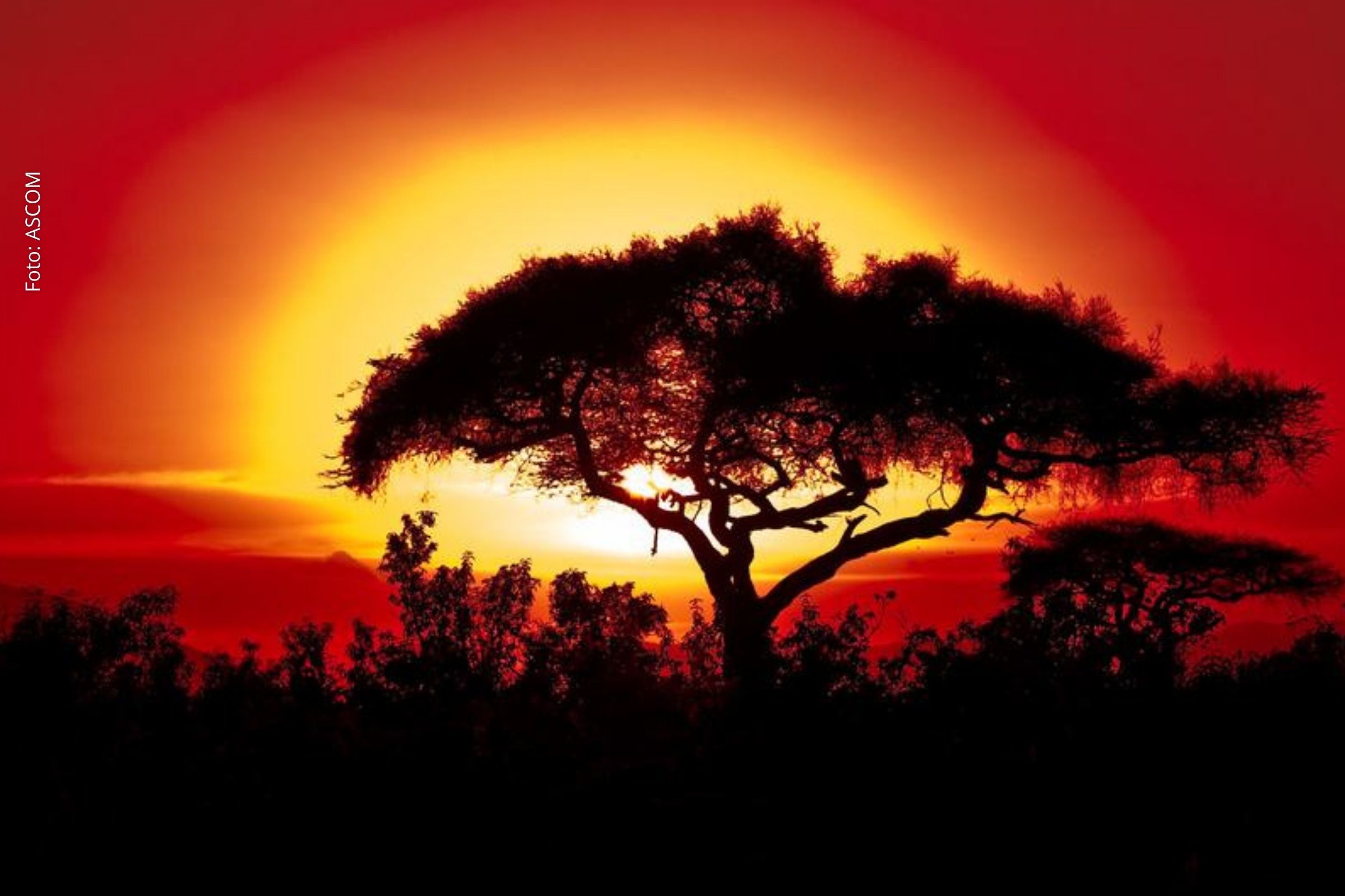 Relatório da Organização Meteorológica Mundial aponta temperaturas recordes em terra e nos oceanos e destaca impacto dos gases de efeito estufa.