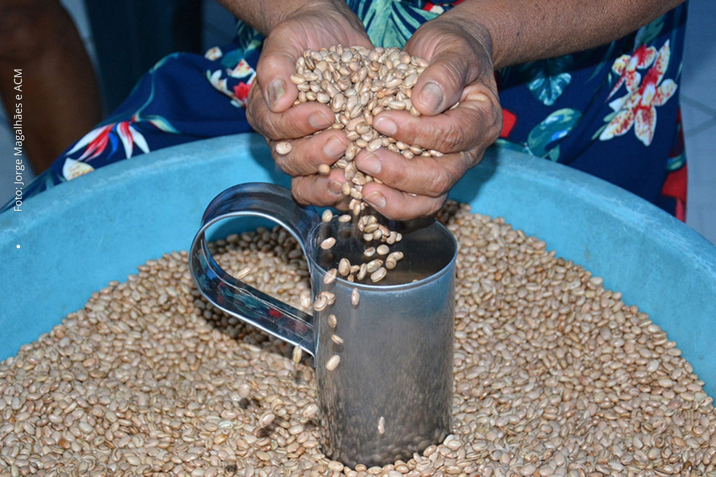 Feira de Santana: Governo Ronaldo define distribuição de sementes de feijão e milho no Dia de São José para a safra de inverno