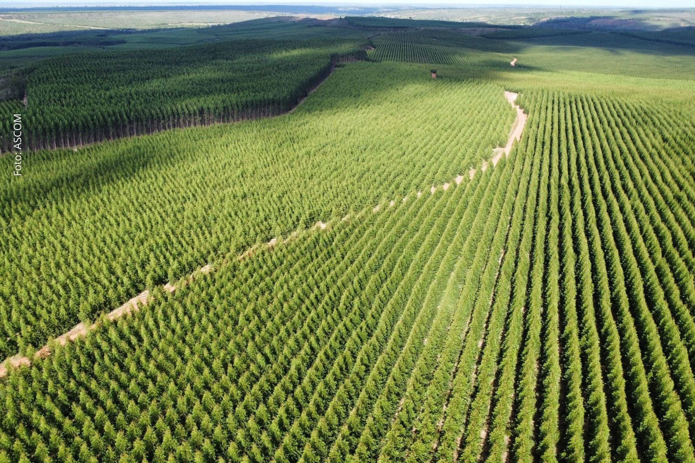 Empresa implementa janelas de plantio por material genético, integra dados climáticos e amplia eficiência operacional nas áreas florestais.