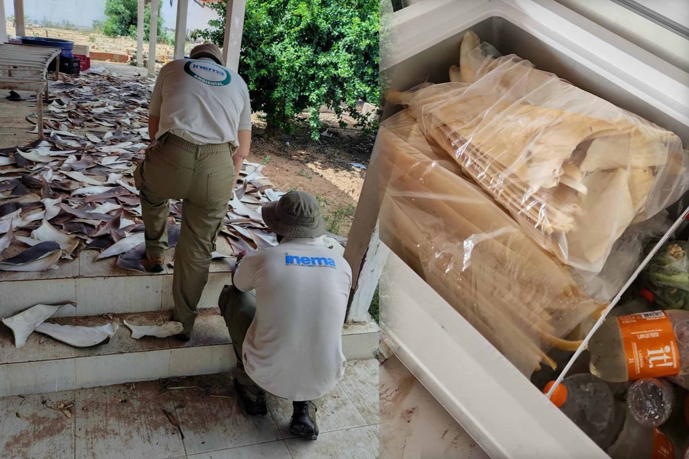 PF, INEMA e IBAMA desarticulam ponto ilegal de barbatanas de tubarão na Bahia e apreendem material de espécies ameaçadas