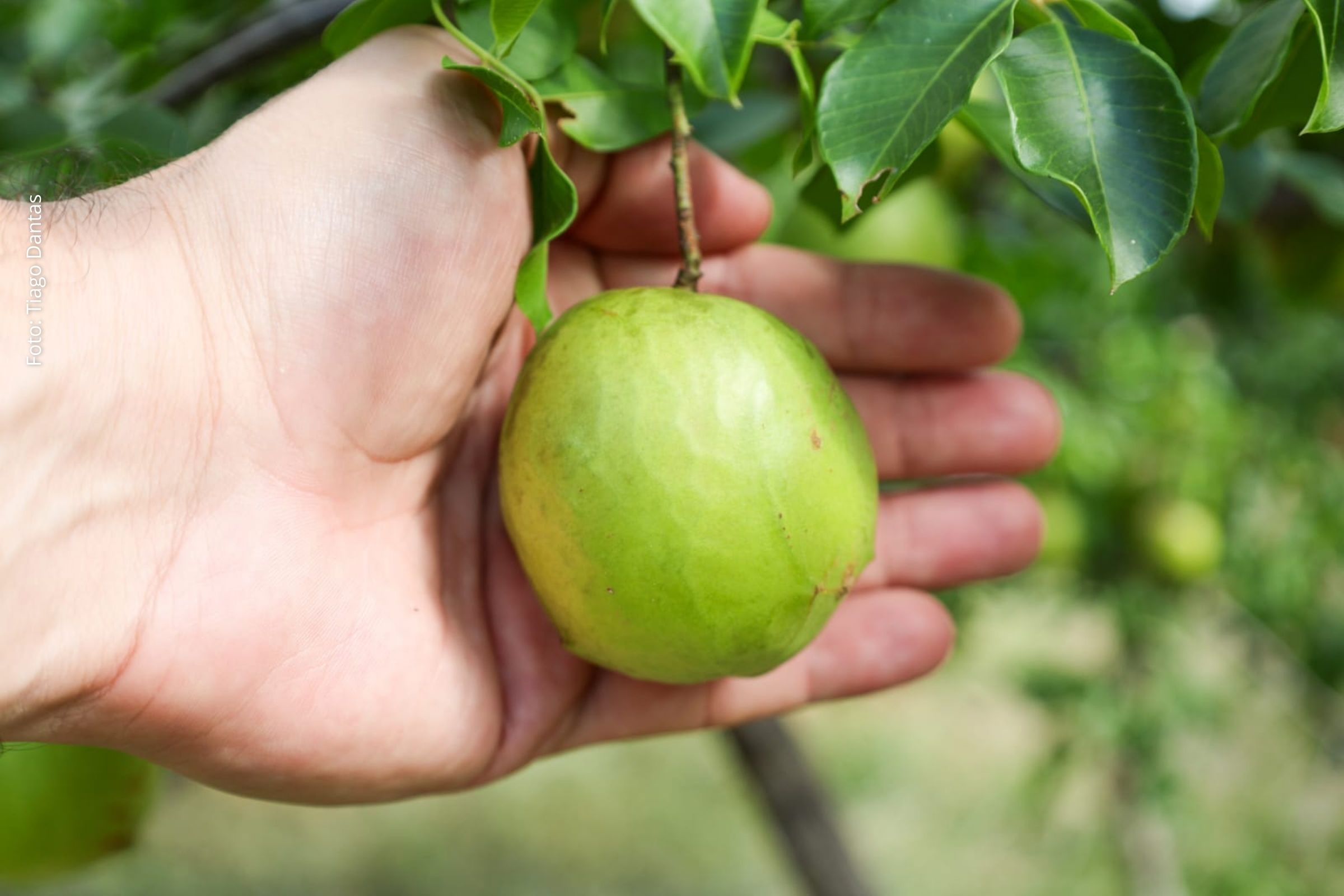Evento reuniu produtores rurais, técnicos da Seagri e prefeitura para orientar cultivo, ampliar viveiros e fortalecer geração de renda no campo.