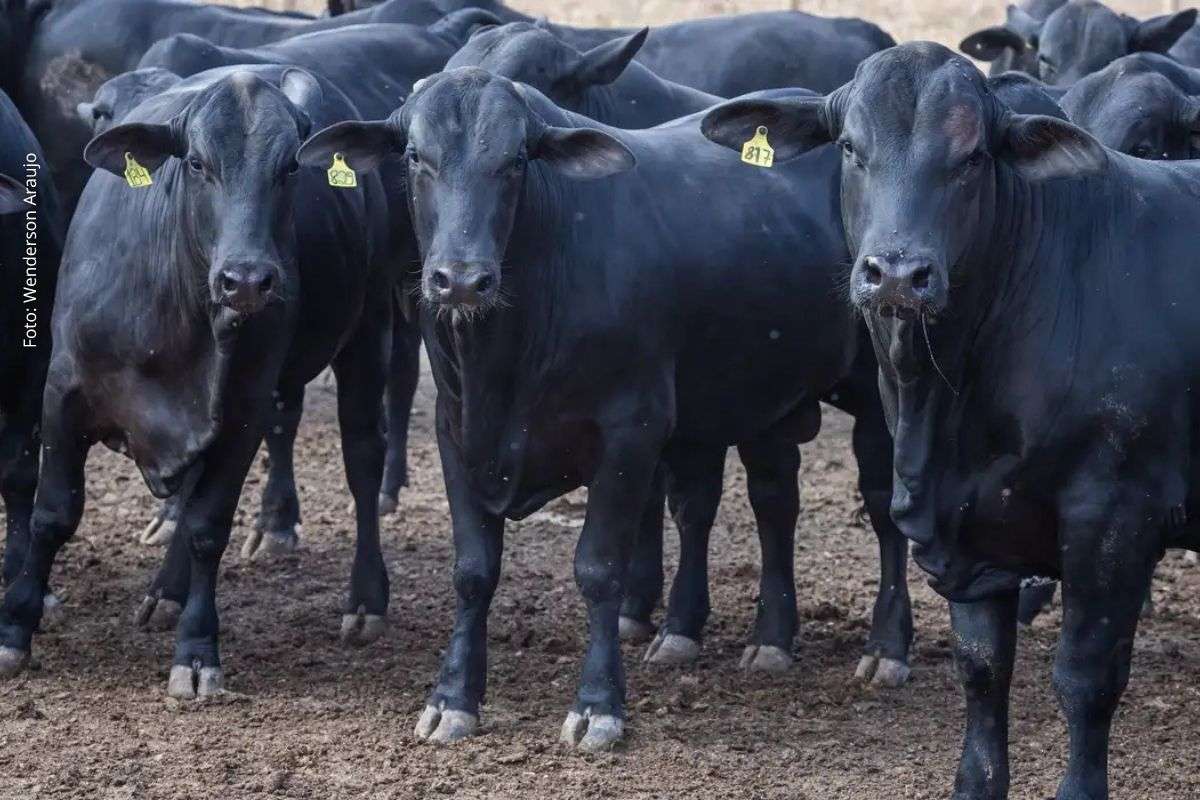 Medida busca estimular investimentos em pecuária e garantir financiamento ao café por meio de cooperativas.
