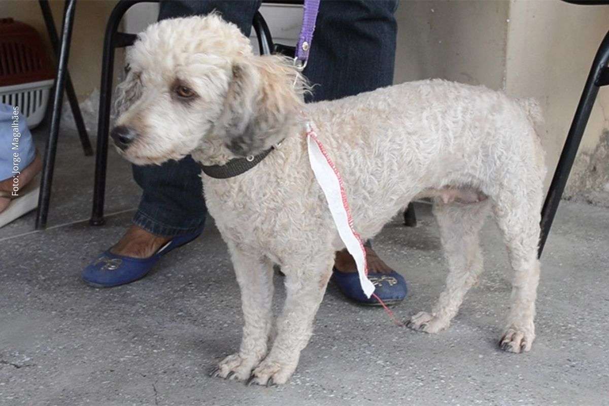 Lei municipal estabelece ações anuais em 4 de outubro para incentivar castração, vacinação e guarda responsável de animais.