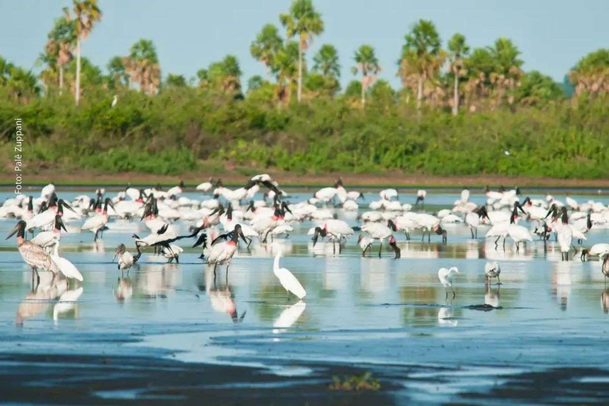 Levantamento do MapBiomas aponta redução em todos os biomas, mas Cerrado e Amazônia seguem concentrando a maior parte da perda de vegetação nativa.