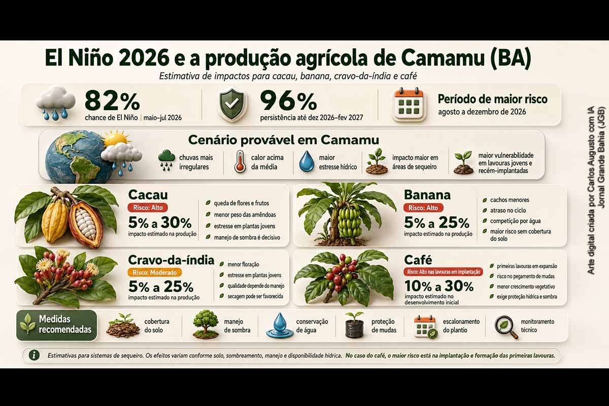 As projeções para 2026 indicam alta probabilidade de El Niño, com maior risco climático para Camamu entre agosto e dezembro. O fenômeno pode afetar cacau, banana, cravo-da-índia e café por meio de chuvas irregulares, calor acima da média e estresse hídrico. O cacau e a banana apresentam risco alto para produção; o cravo tem risco moderado; e o café exige atenção especial por estar em fase inicial de expansão regional.