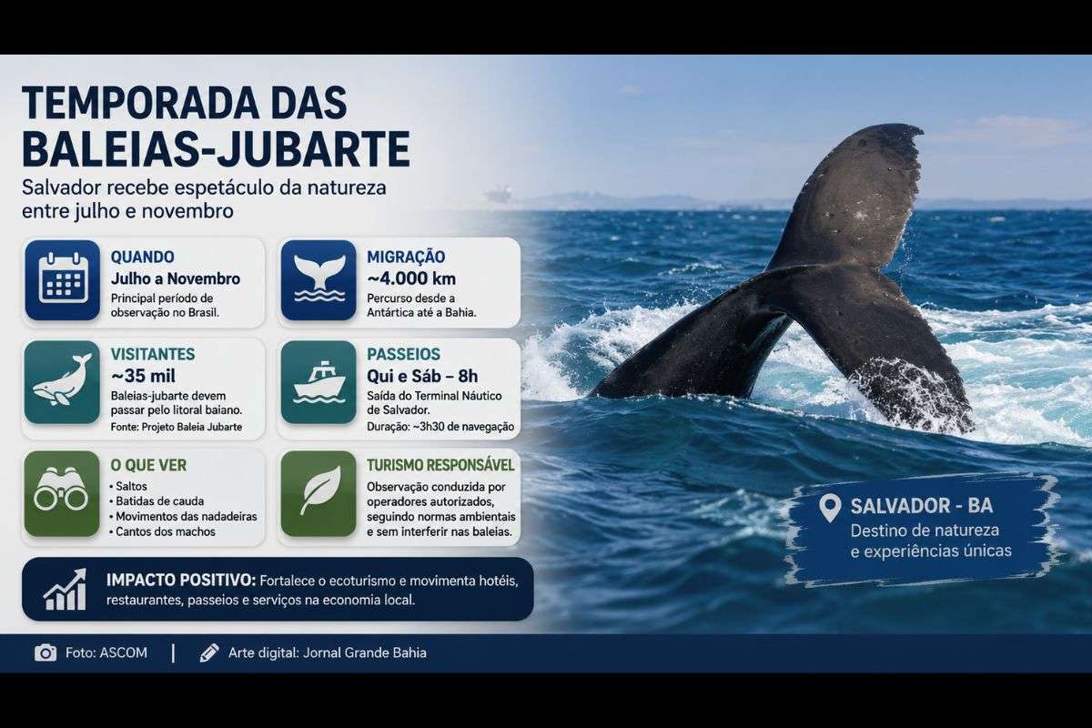 Migração de aproximadamente 35 mil baleias-jubarte para o litoral baiano impulsiona o ecoturismo e amplia a procura por passeios embarcados na capital baiana.