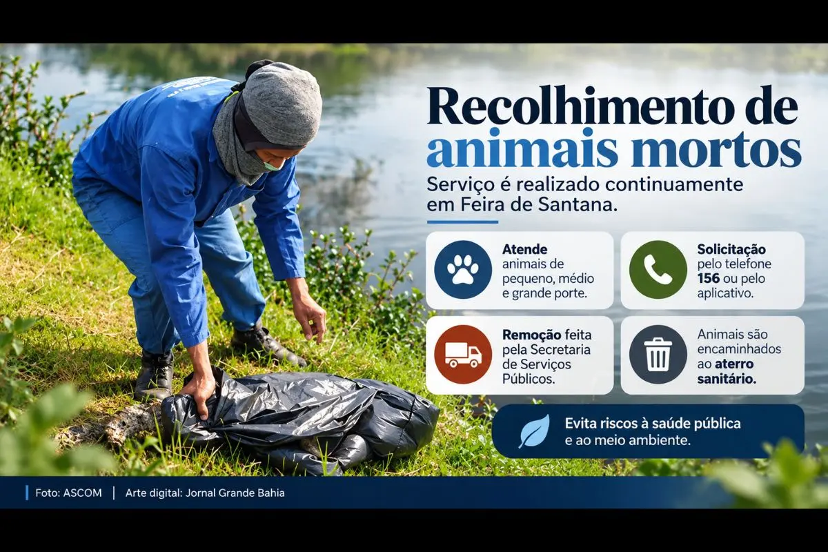 Prefeitura realiza a remoção de cadáveres de animais de pequeno, médio e grande porte por meio da Secretaria Municipal de Serviços Públicos, com atendimento também pelo aplicativo Feira Conectada.