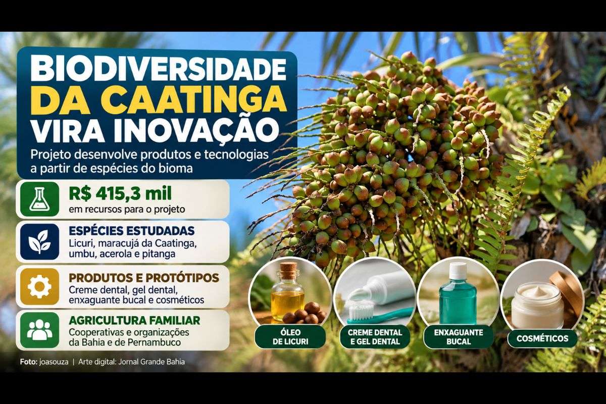Rede Impacta Caatinga desenvolveu pesquisas e protótipos com espécies do bioma e aproximou universidades de agricultores familiares e organizações produtivas.